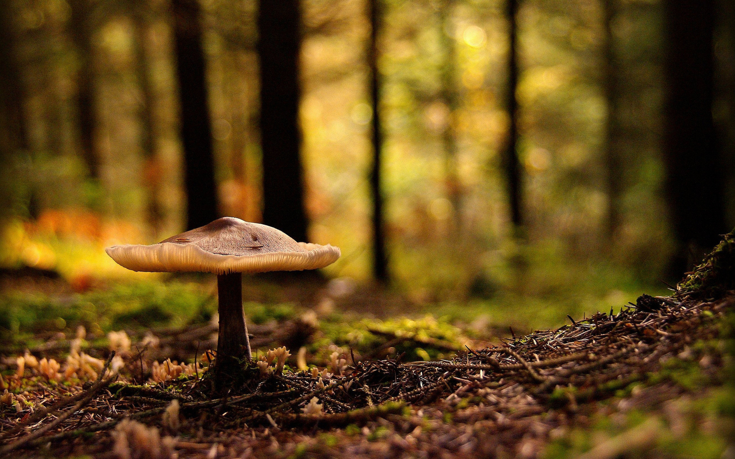 94 Fantastic Free Images for a Mushroom Wallpaper Background or Texture