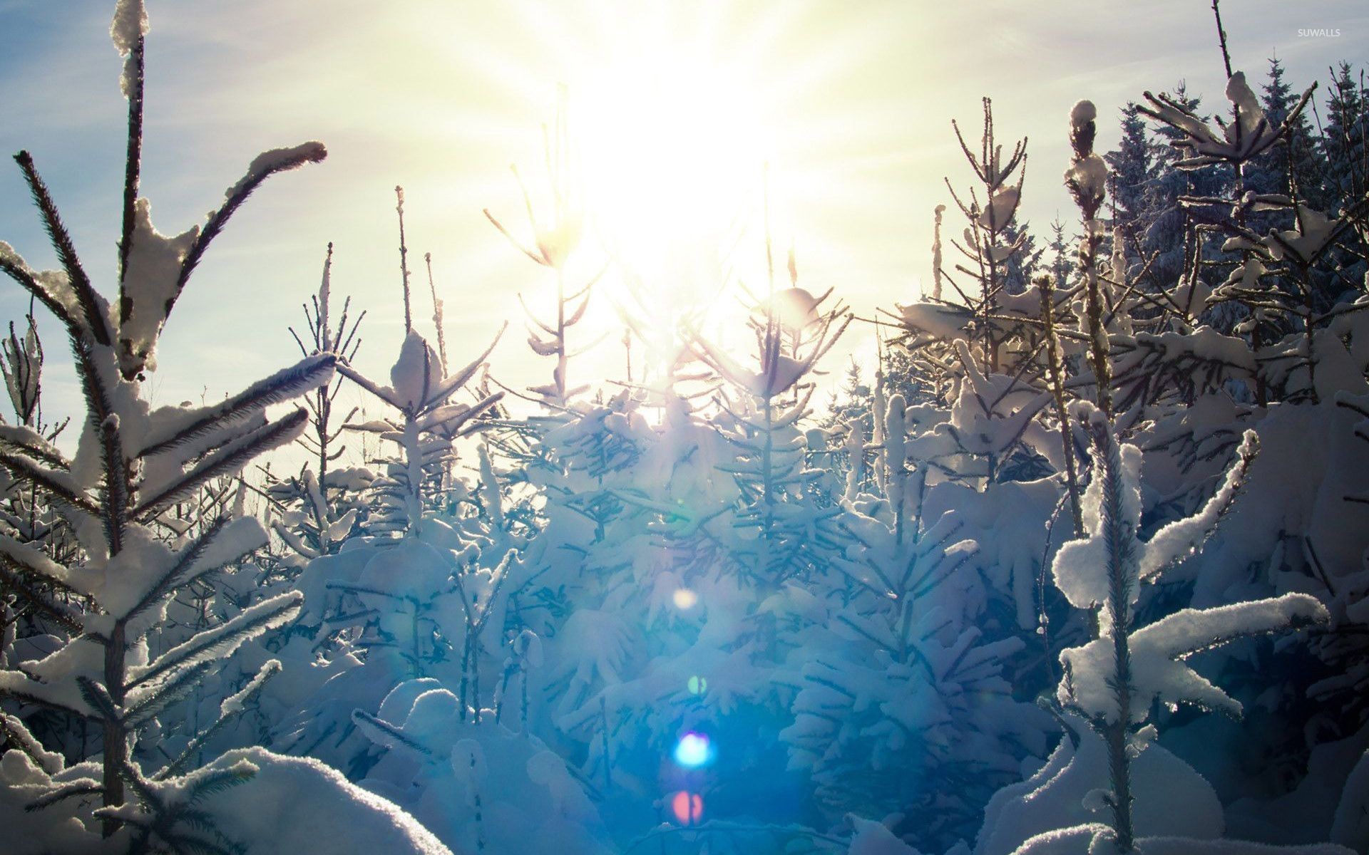 Sunlit snowy pine trees wallpaper 1920x1200