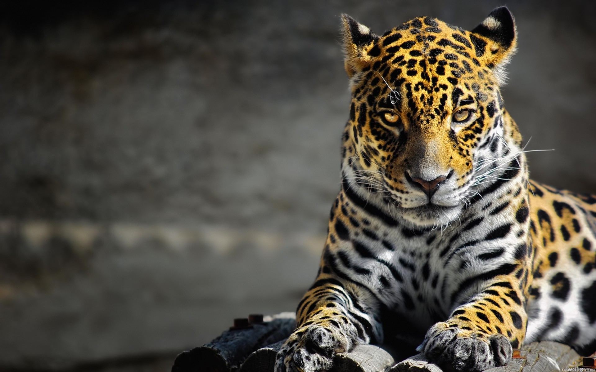 Wild Cat Wallpapers 70 Pictures