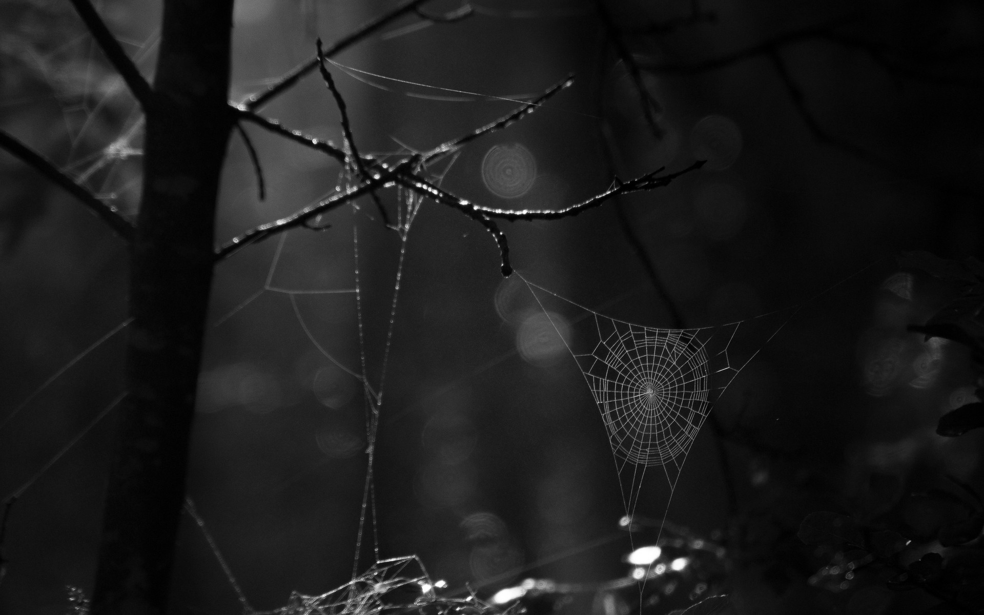 Spider web drawing HD wallpaper 1920x1200