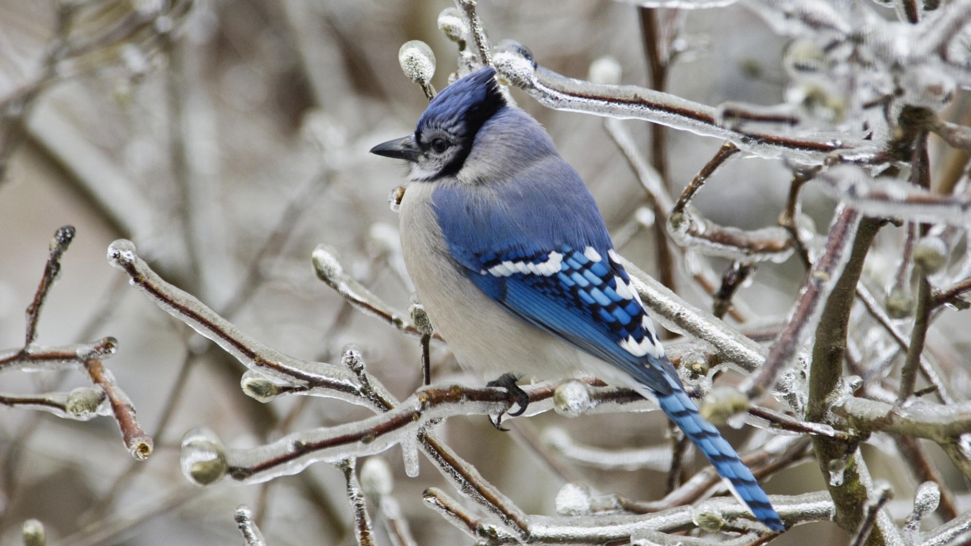Blue Jay (Bird) wallpaper in HD and many other resolutions. 1920x1080