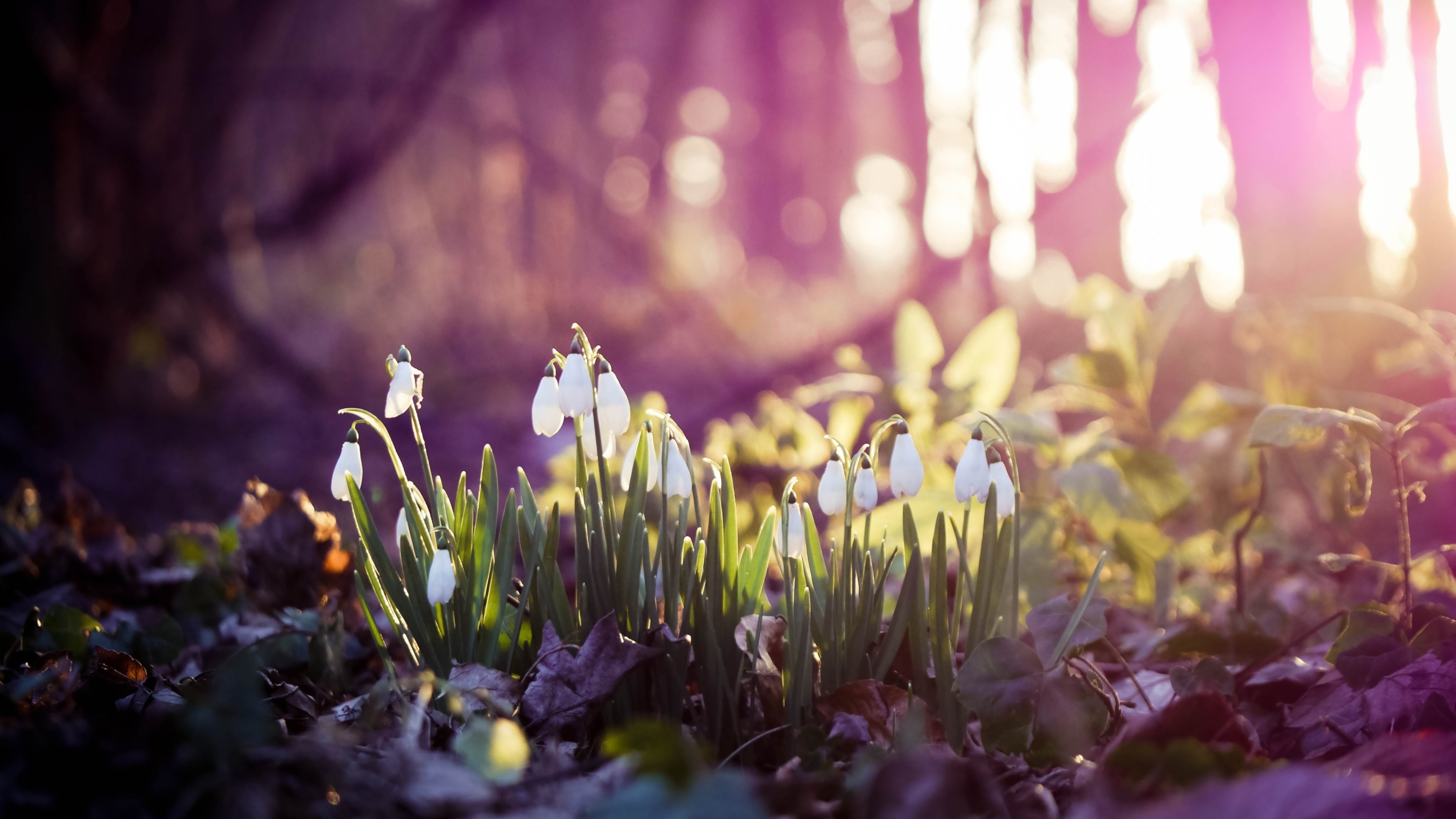 Spring 4k ultra hd 1610 wallpapers hd desktop backgrounds 3840x2400  images and pictures