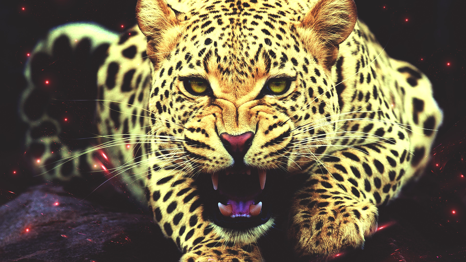 Cheetah Wallpaper (76+ pictures)