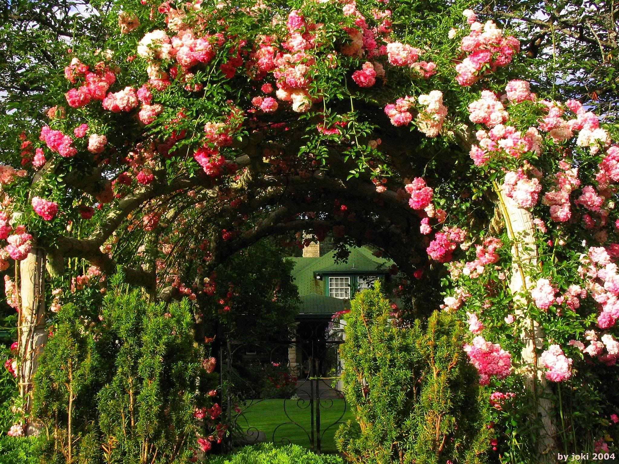 Rose Garden Wallpaper (51+ pictures)