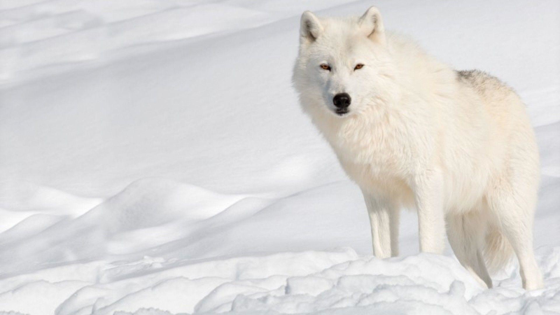 arctic wolf series