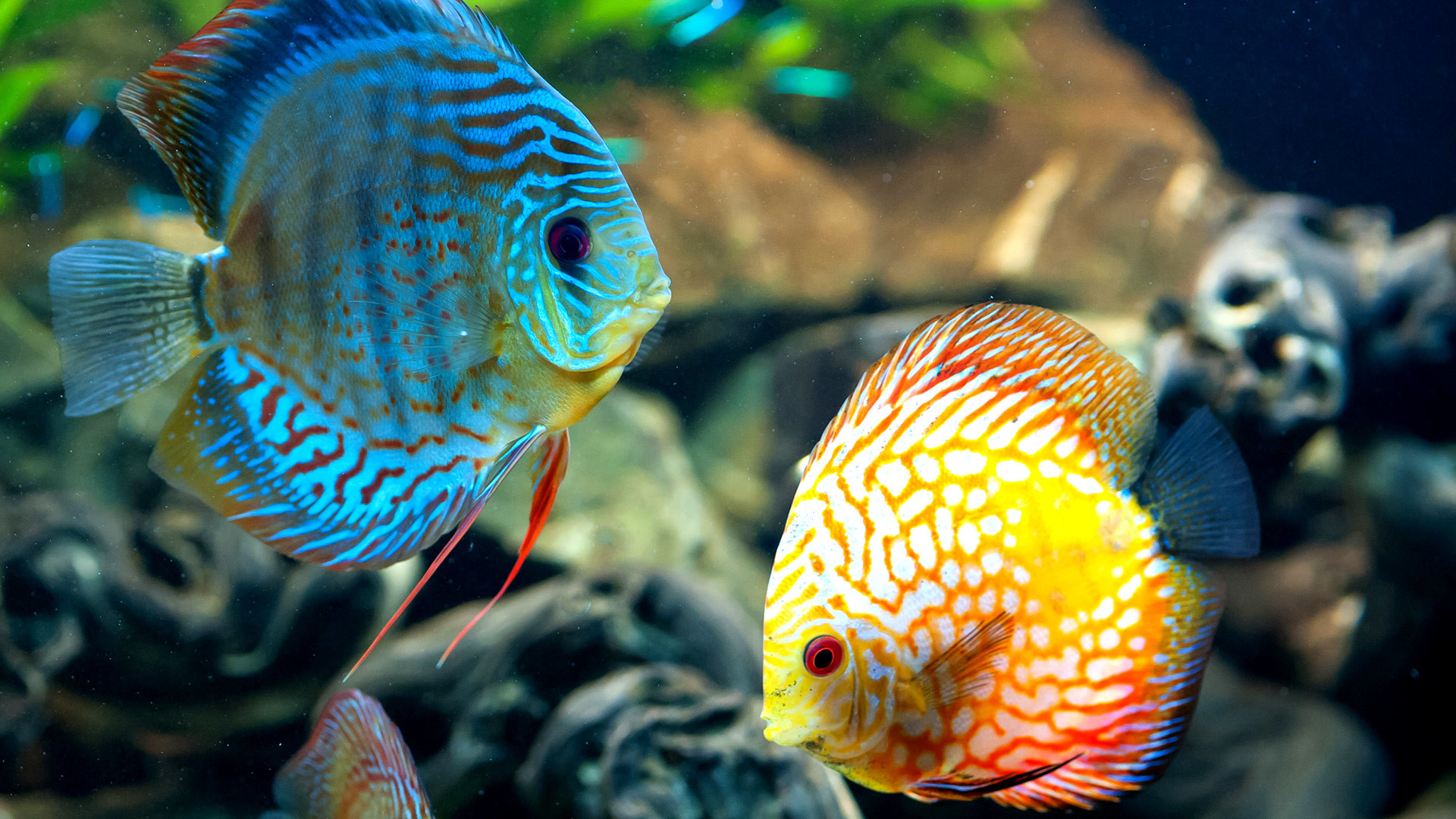 Aquarium Wallpaper Free Download For Pc Beautiful fish photos colorful  exotic fish wallpapers