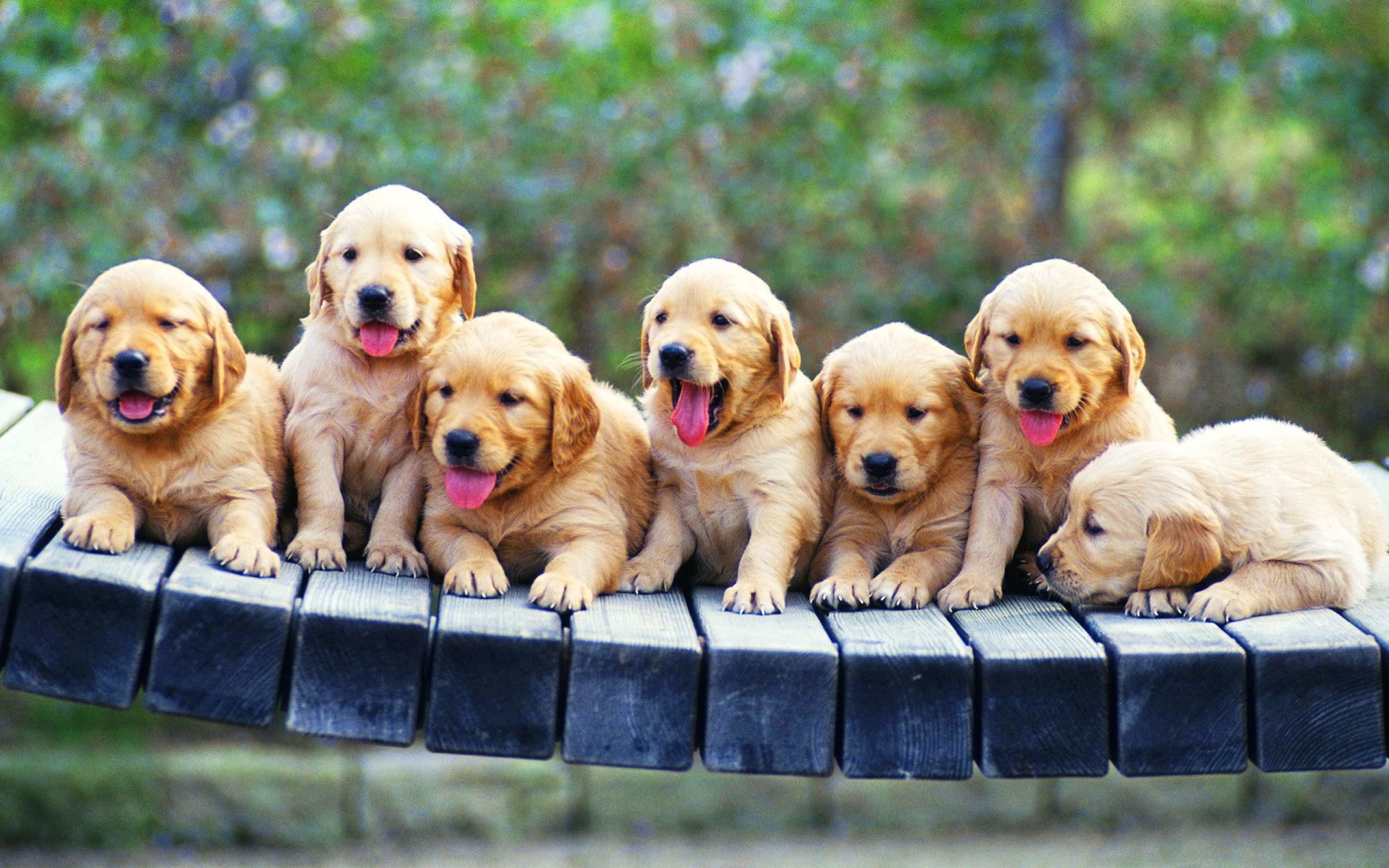 Puppy Wallpaper for Computer (60+ pictures)