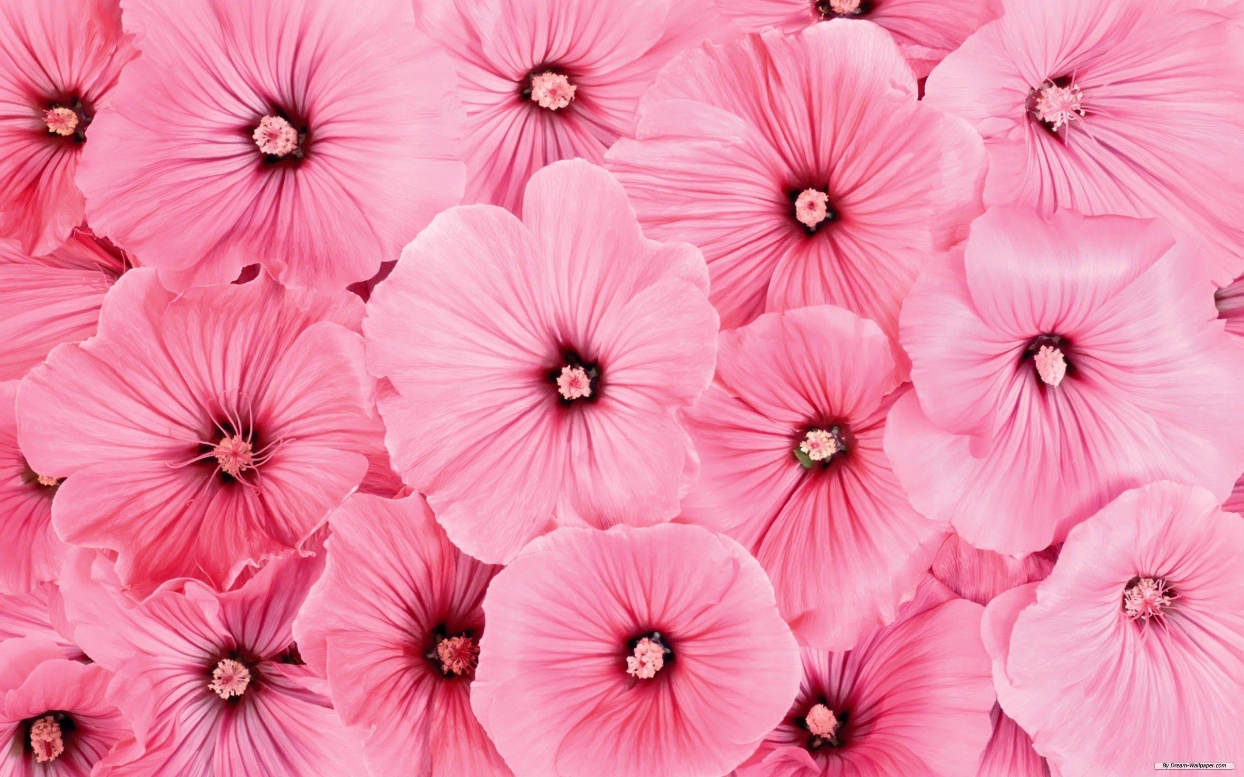 Pink Flower Background (53+ pictures)