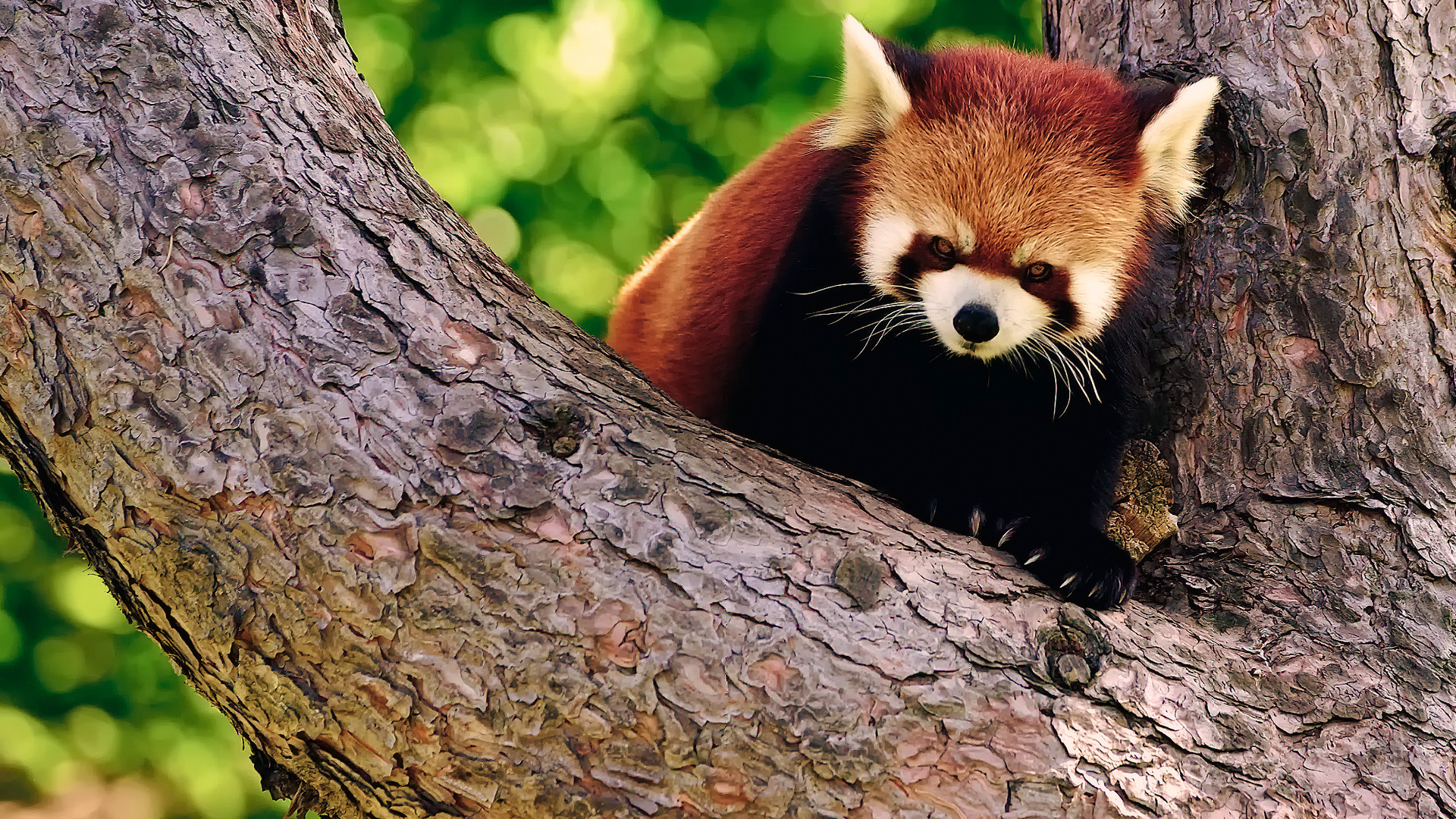 red panda wallpaper 27533 1920x1080