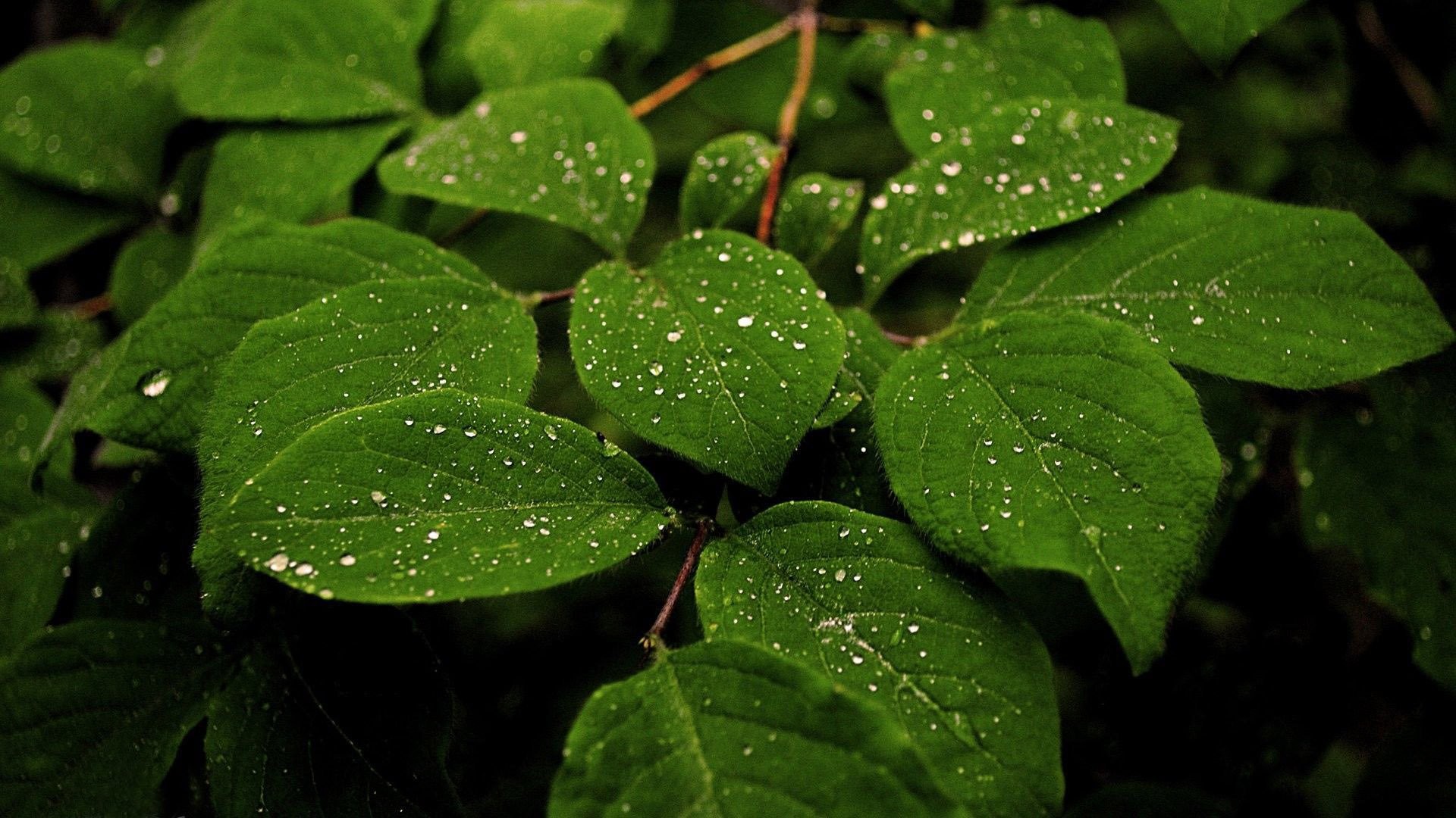 Raindrop on Leaf HD Wide Wallpaper for Widescreen (37 Wallpapers) 1920x1080