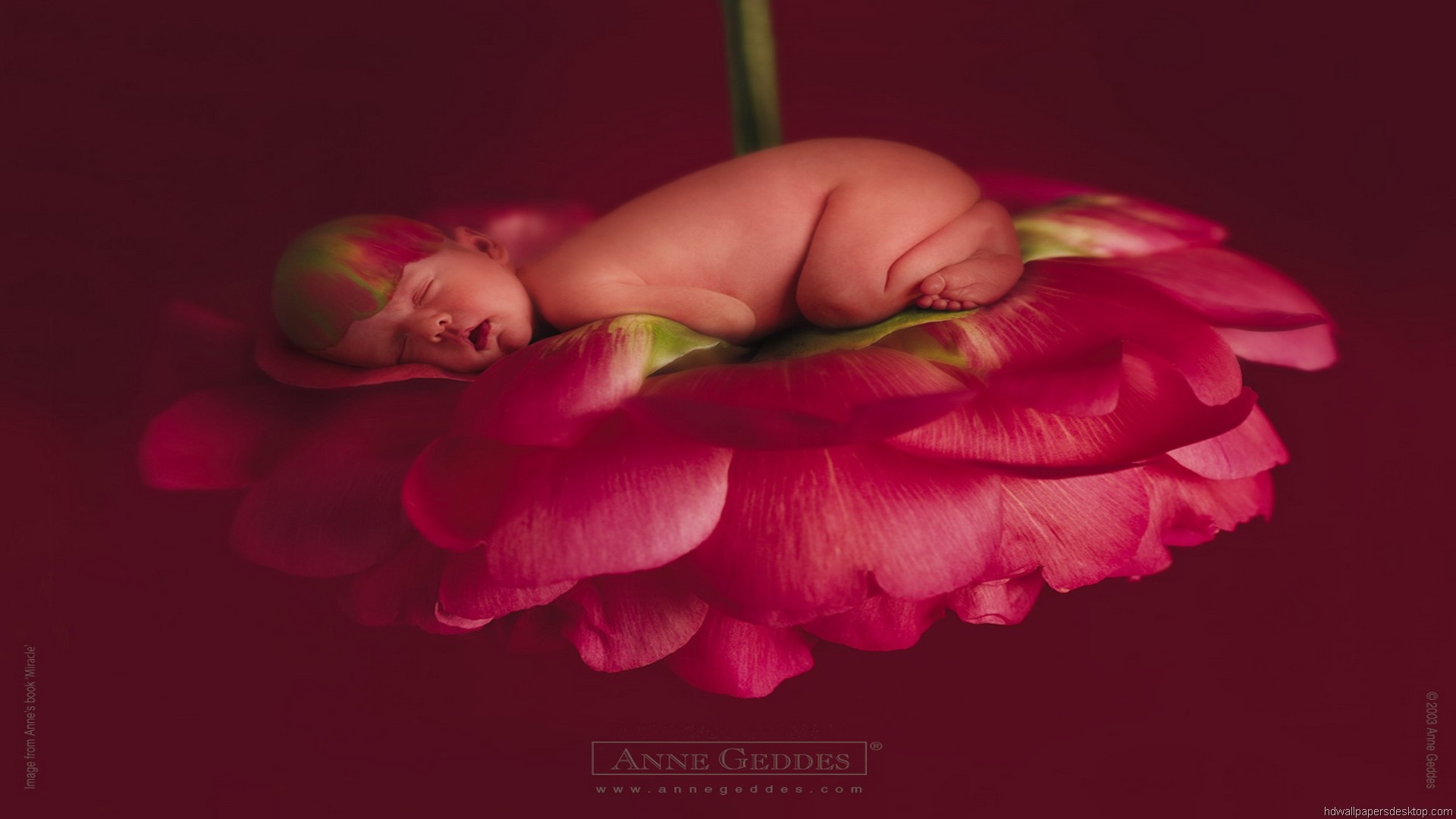 Все открытки anne geddes