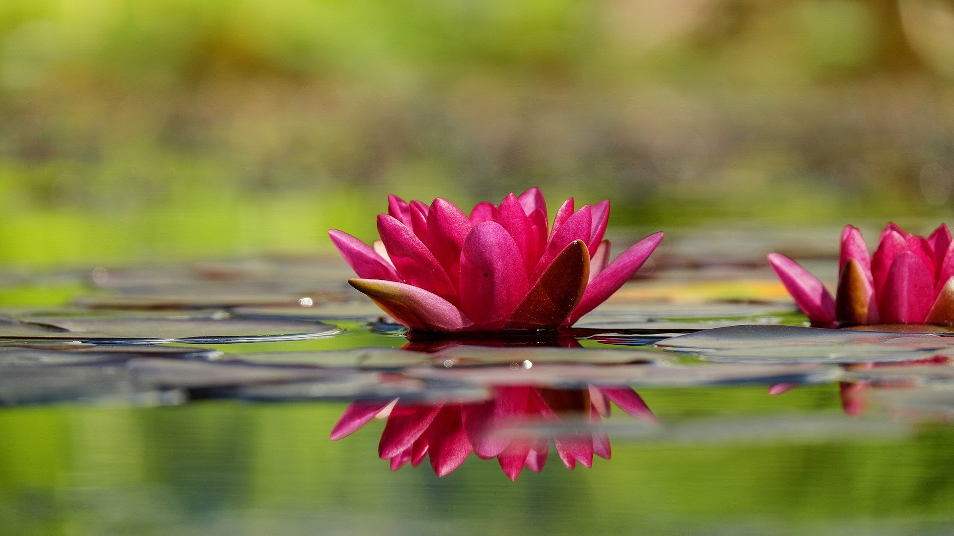 water lily wallpaper 1920x1080