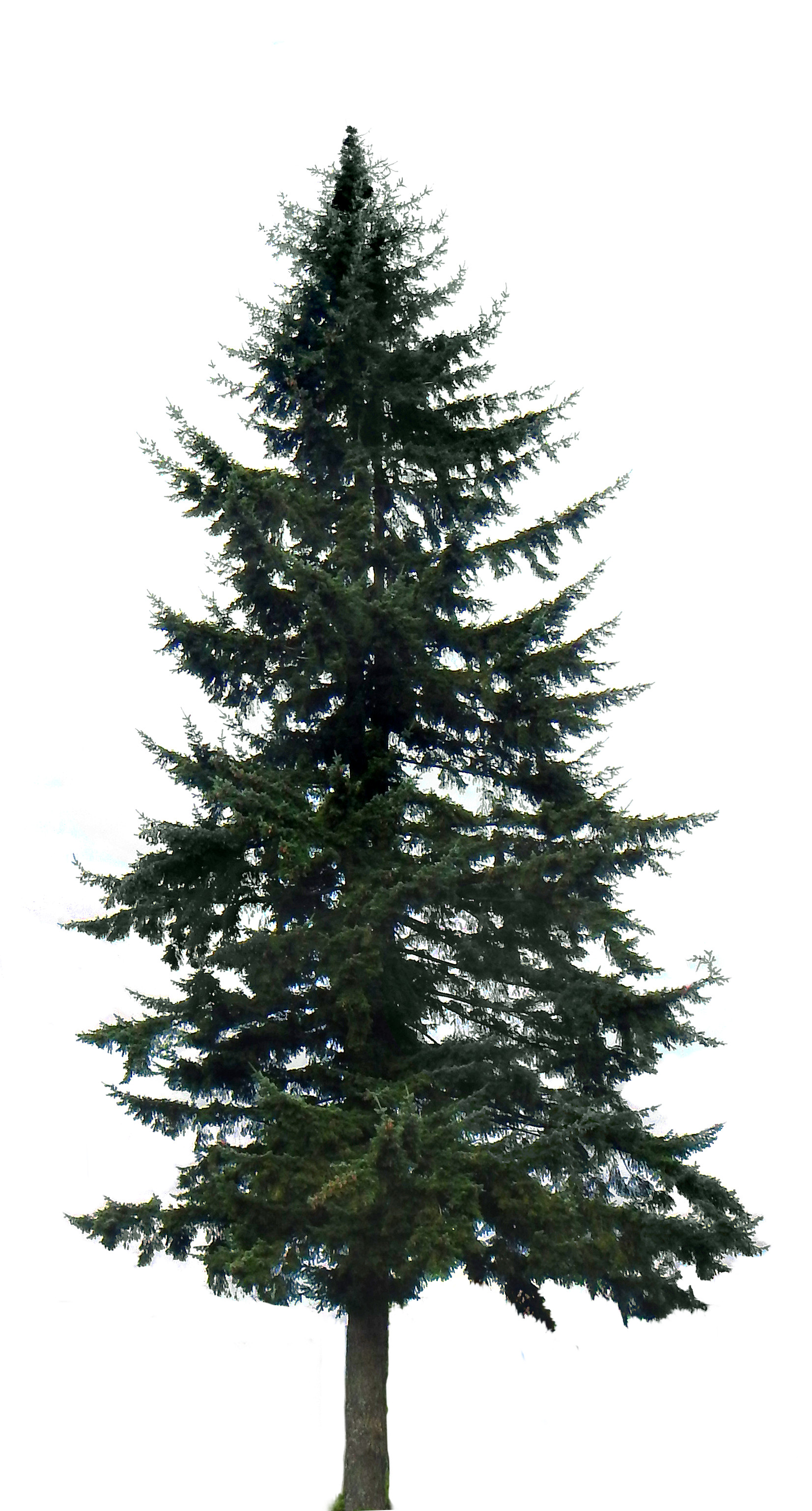 Pine Tree #10 1653x3075