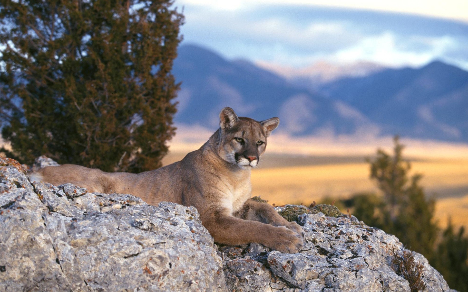 Puma Wallpapers 71 Pictures WallpaperSet Puma Wallpapers 71 Pictures WallpaperSet