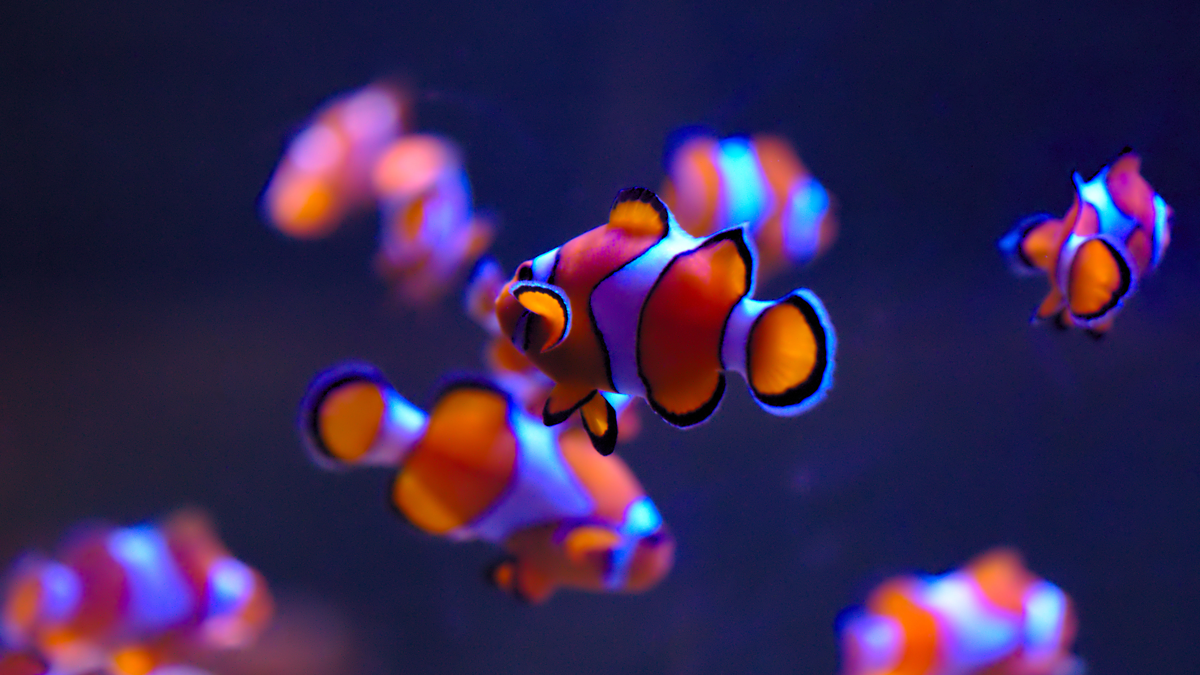 General 3840x2160 Ultra HD fish clownfish underwater 3840x2160