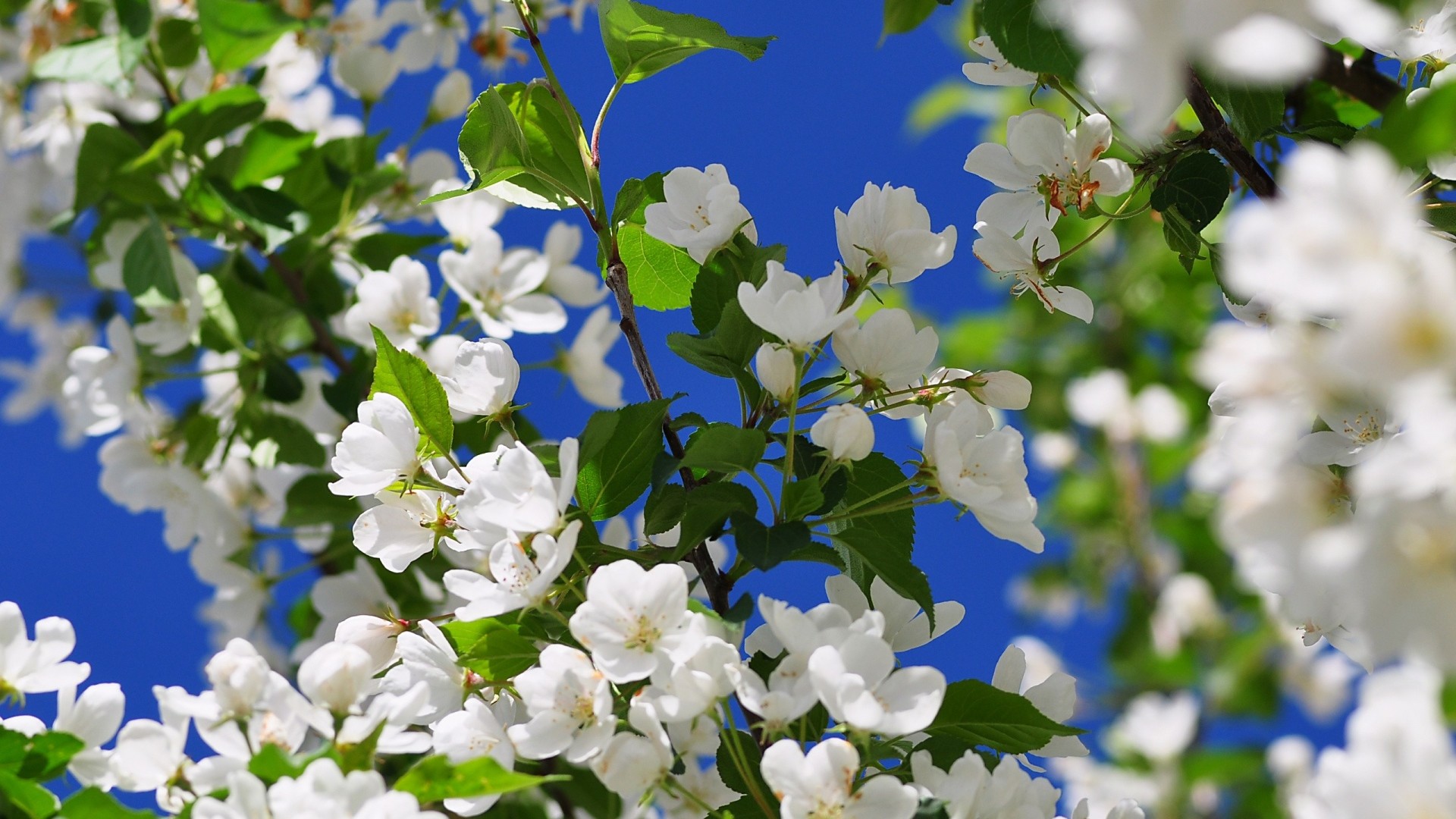 Preview wallpaper spring, branch, flower, tree 1920x1080 1920x1080