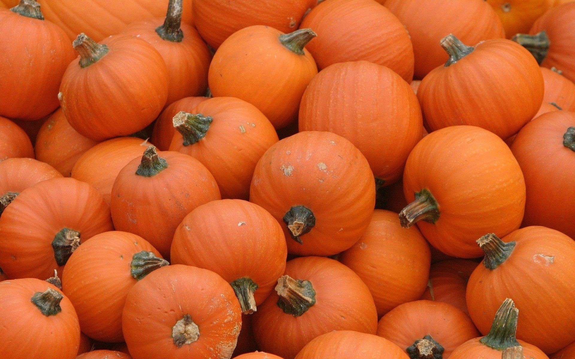 Hey gourdgeous fall fall scenes halloween halloween pumpkins pink  pumpkin HD wallpaper  Peakpx