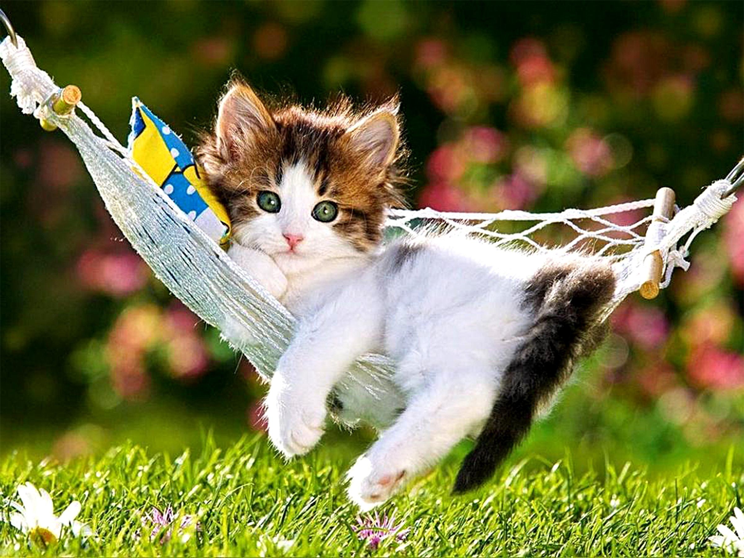 Funny Kitten Wallpapers (64+ pictures)