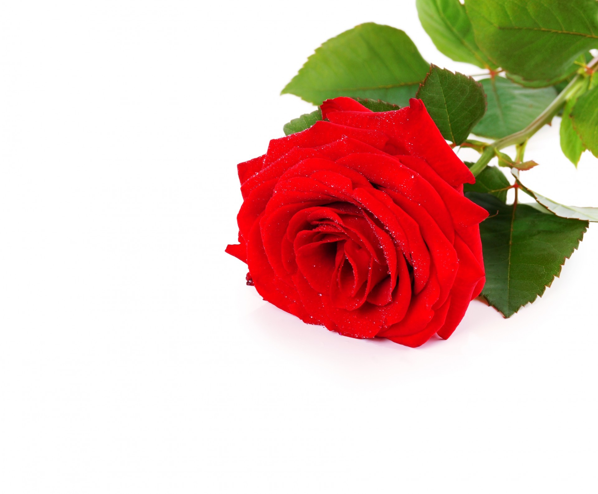 red rose white background