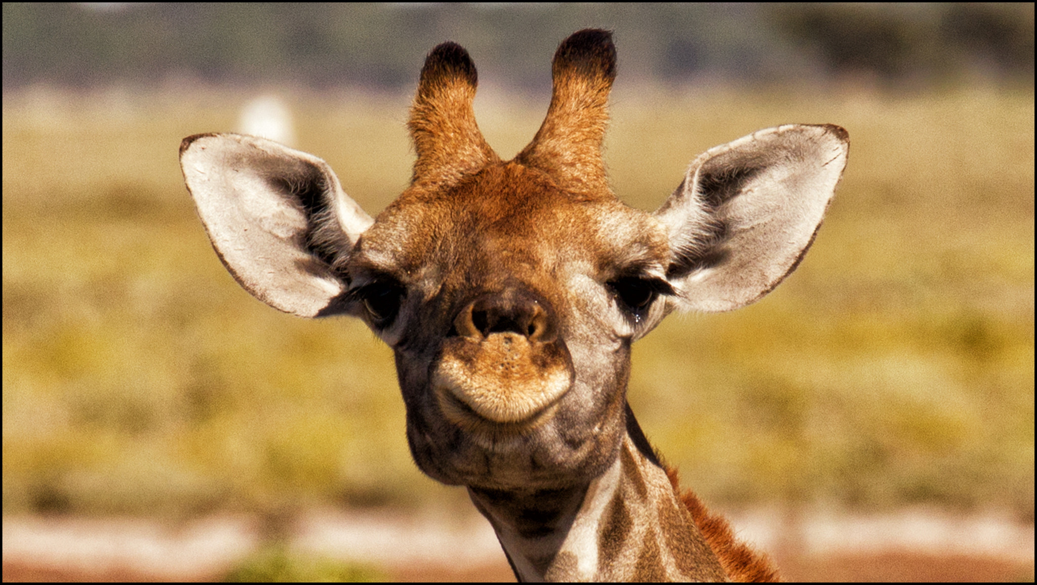 1000 Best Giraffe Photos  100 Free Download  Pexels Stock Photos