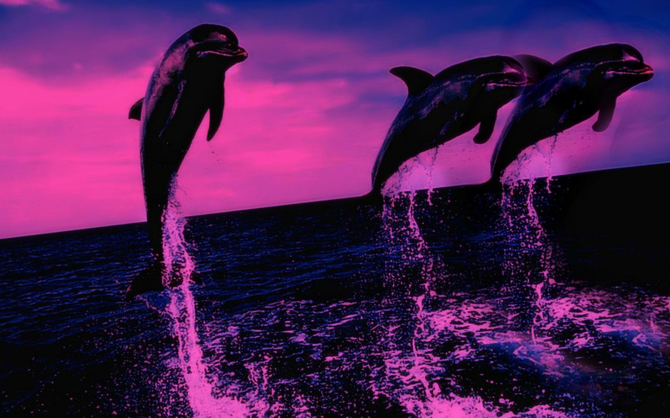 Dolphin Desktop Wallpaper (73+ pictures)