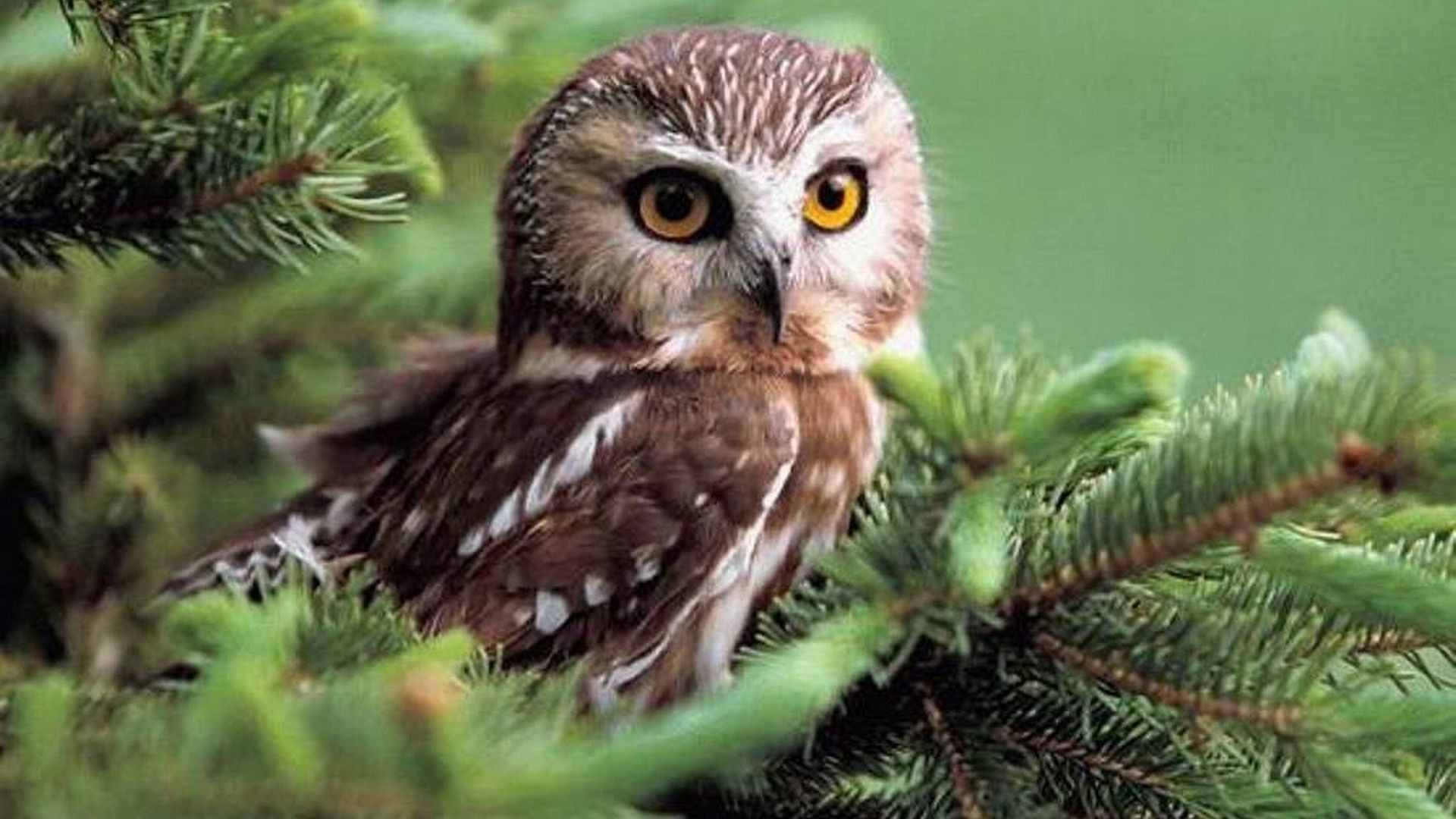 Owl Desktop Wallpaper (78+ pictures)