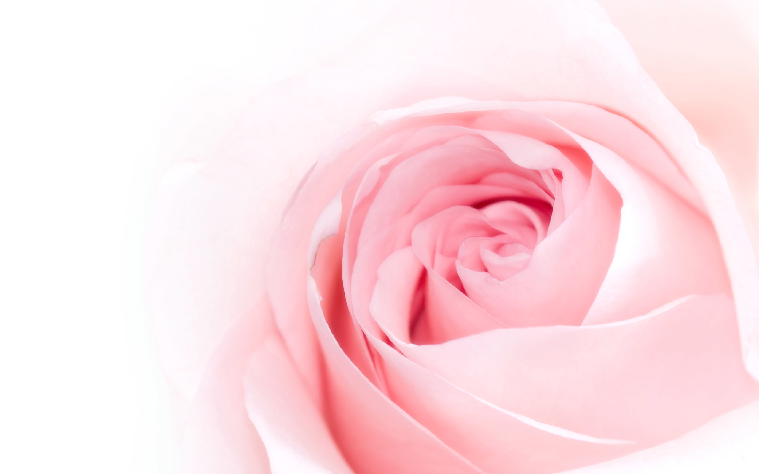 Pink Rose Background HD Wallpapers 34995 - Baltana