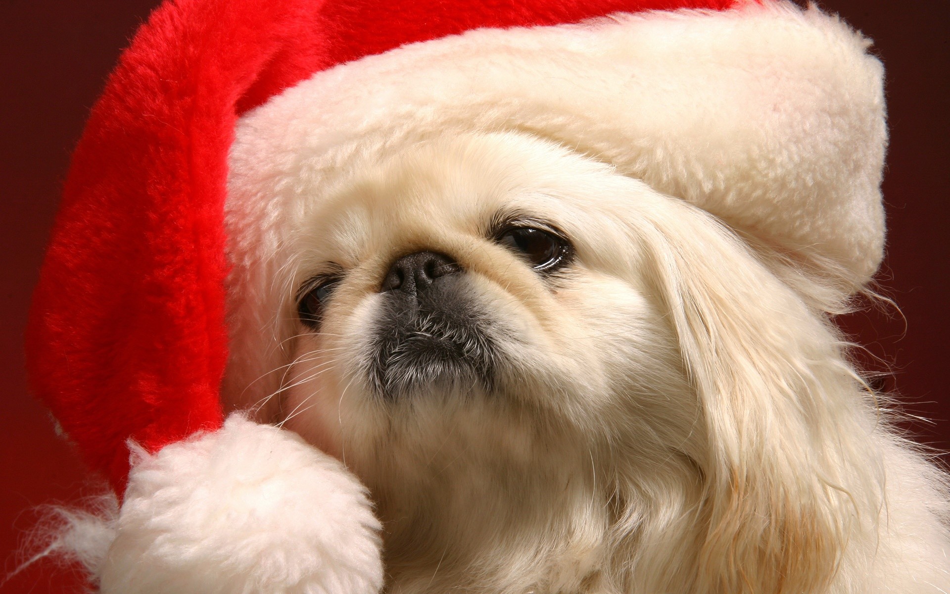 Free download desktop background cute dog Christmas Wallpaper Animal  Wallpapers 1680x1050 for your Desktop Mobile  Tablet  Explore 72 Puppy  Christmas Wallpaper  Cute Puppy Background Christmas Puppy Wallpaper Puppy  Wallpaper Free
