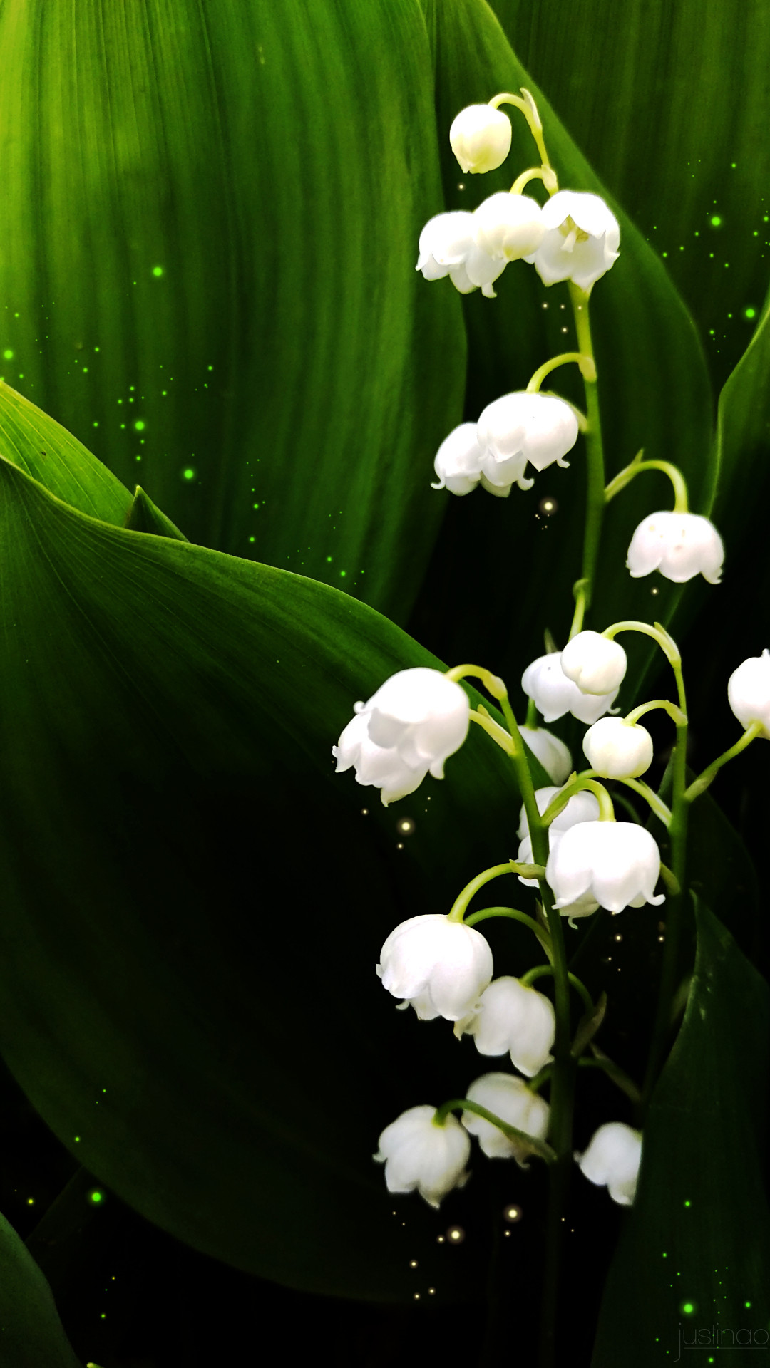 Lily of the Valley Wallpaper (70+ pictures)