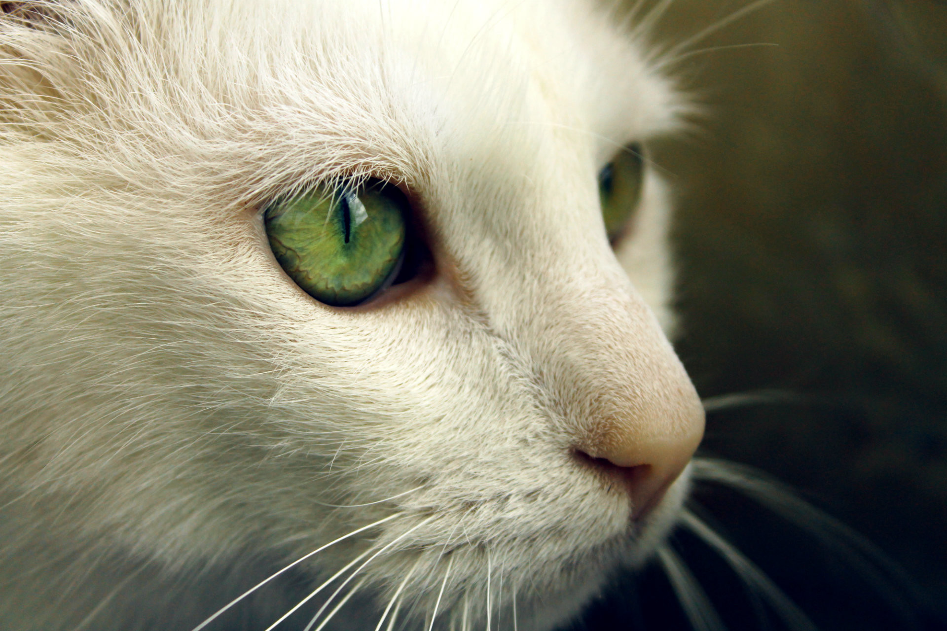 Cat With Green Eyes HD Wallpaper 1920x1280