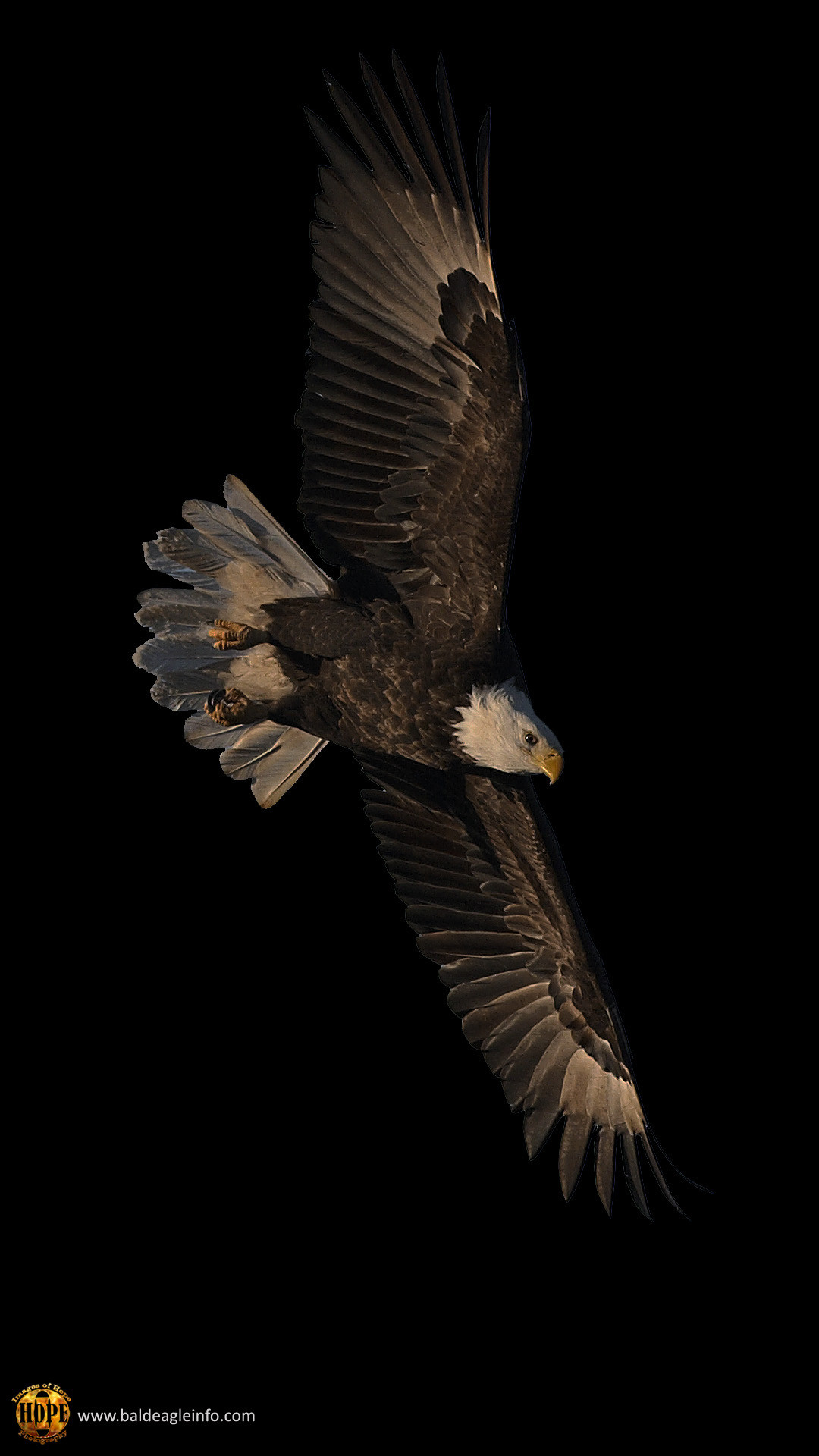 Bald eagle, graphic by Hope Rutledge 1080x1920