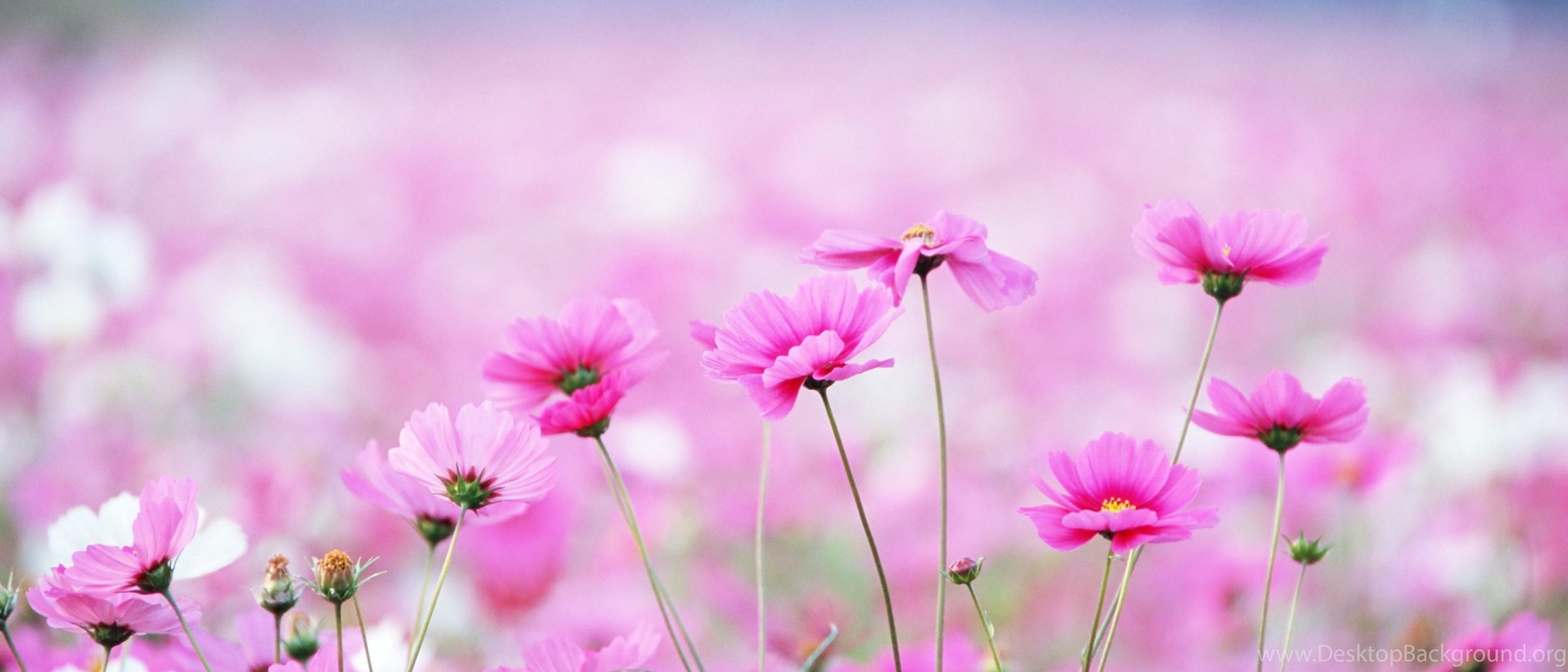 Dual ... 2520x1080