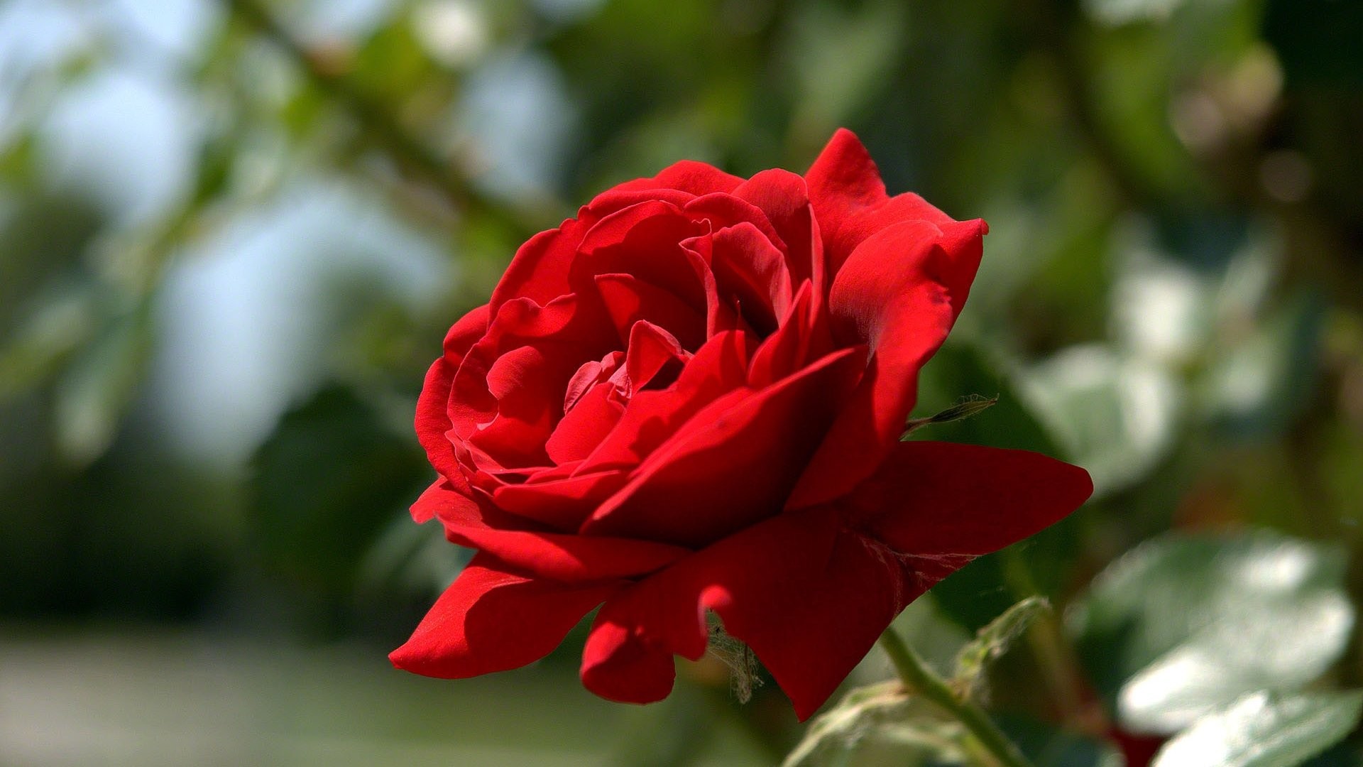 Hd Rose Wallpapers For Android Mobile Full Screen