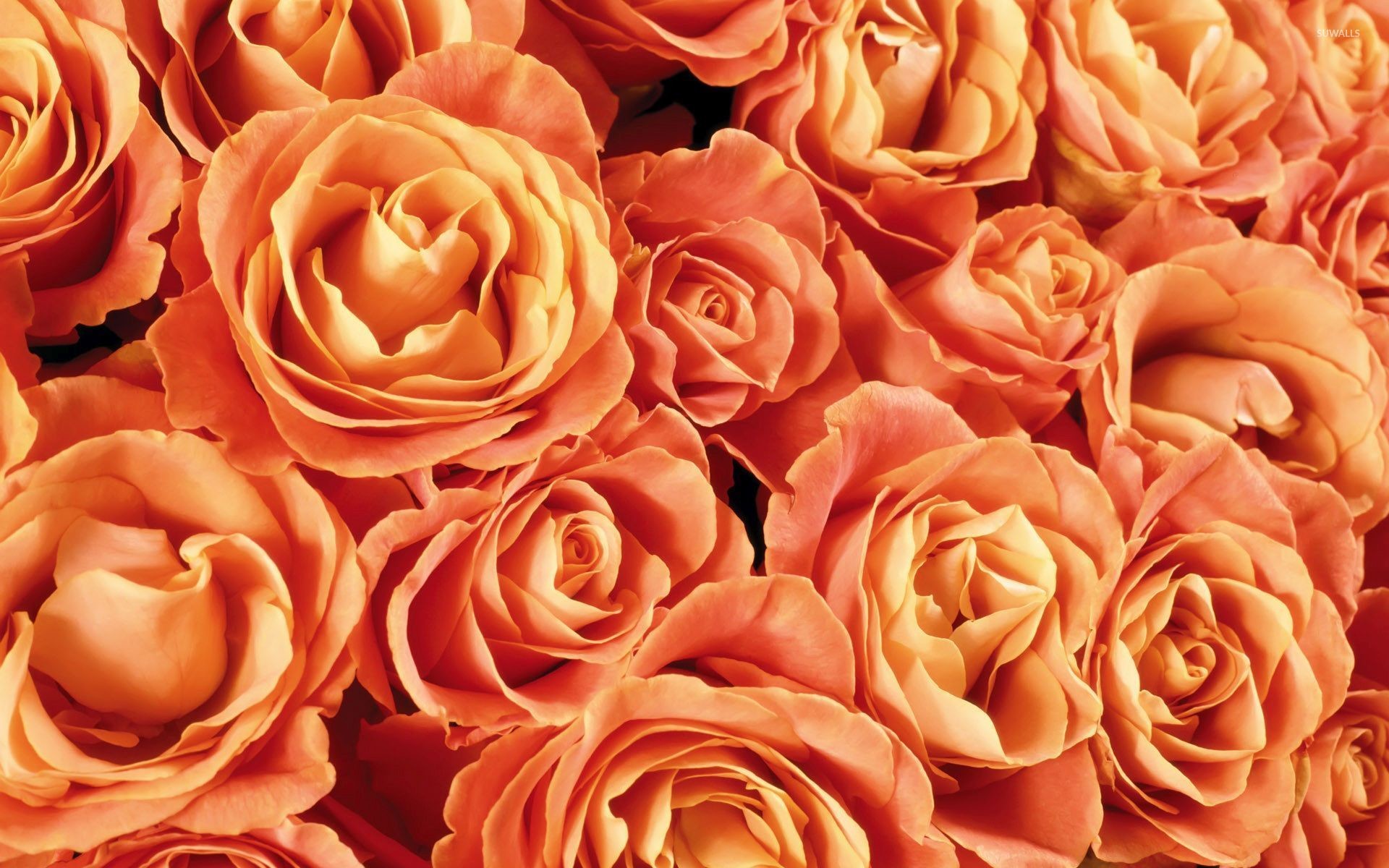 Orange roses wallpaper 1920x1200