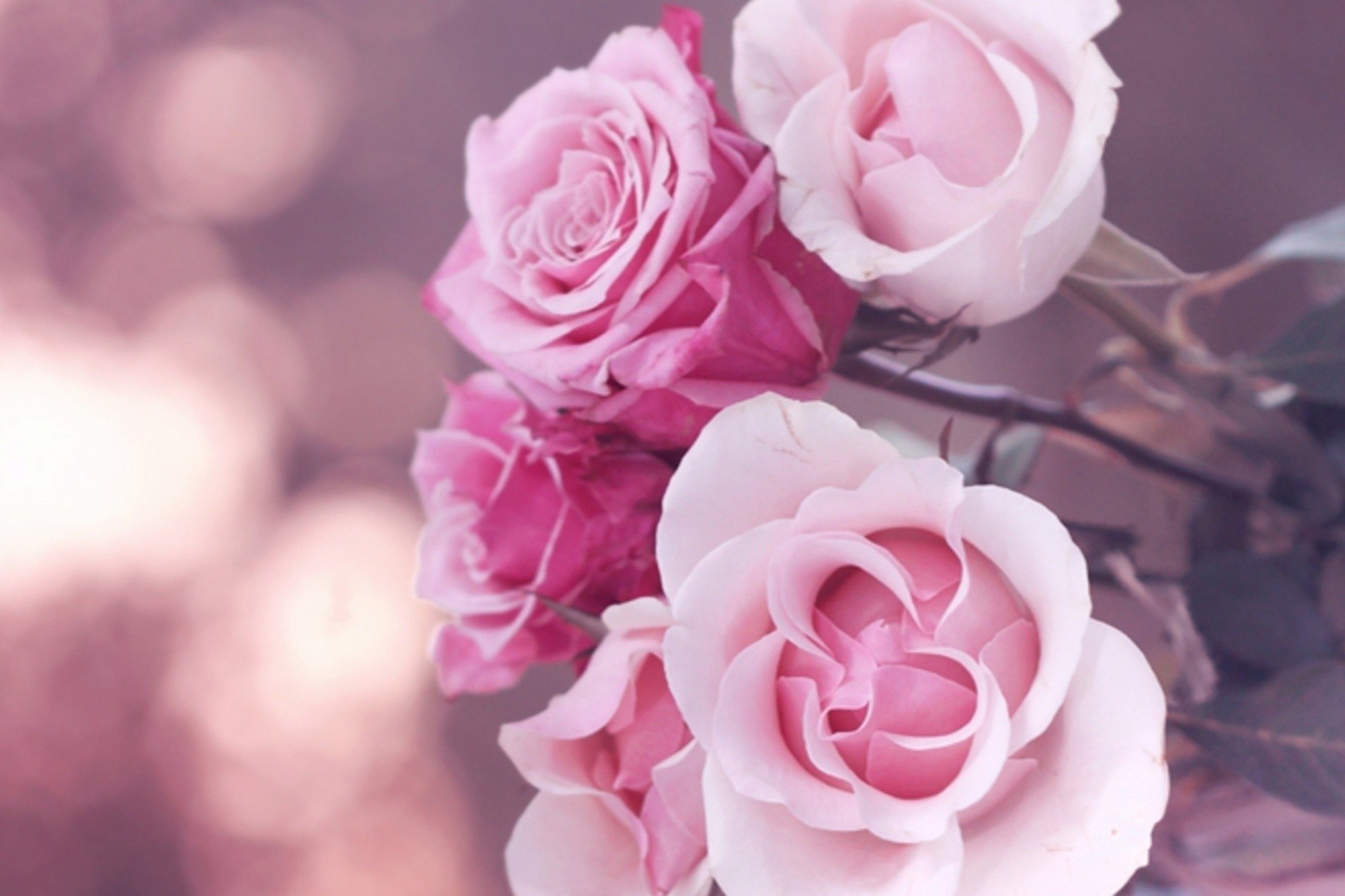 Pink Rose Wallpapers (69+ pictures)