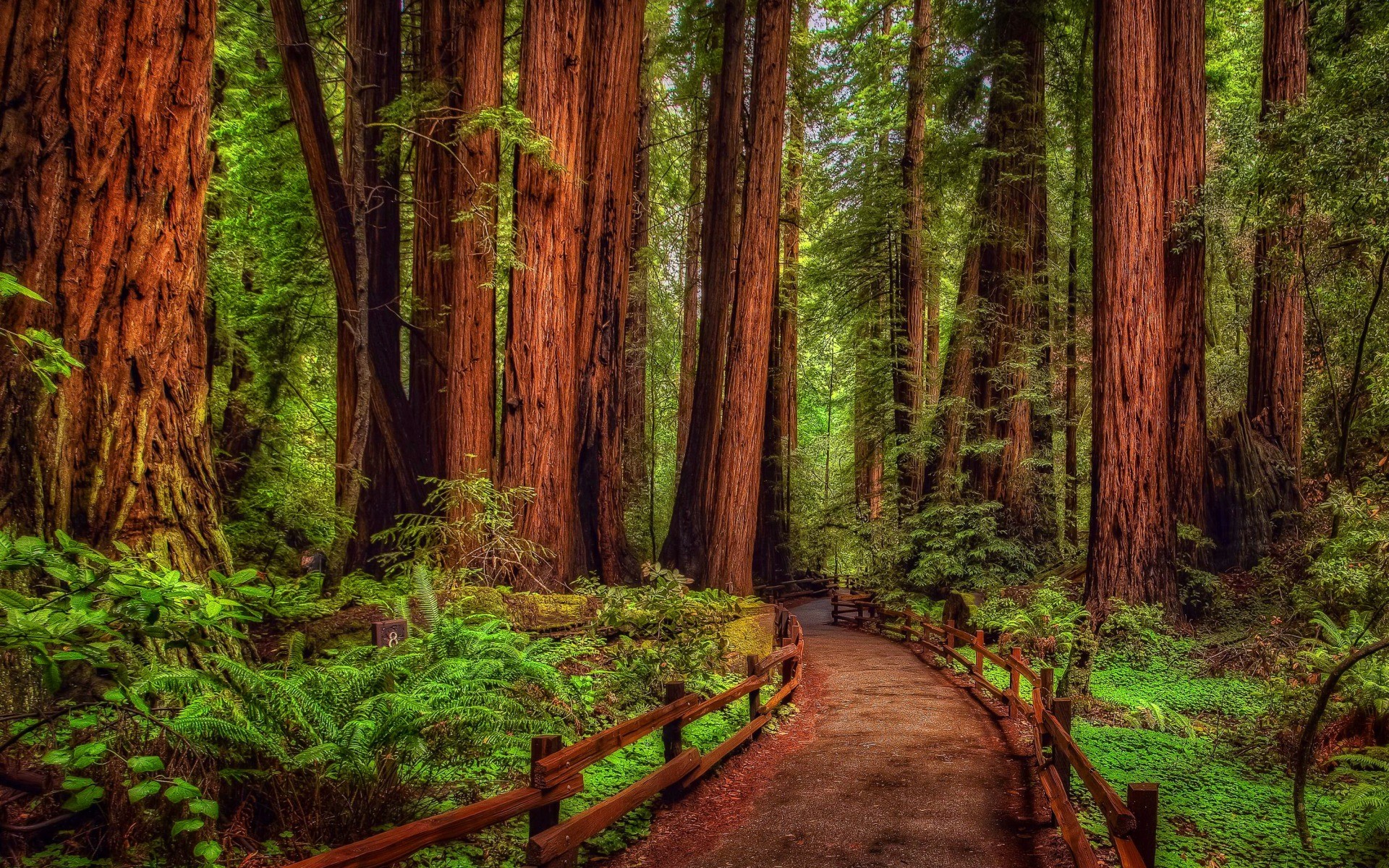 Bạn đang tìm kiếm hình nền phù hợp cho máy tính của mình? Hãy thử ngay bộ ảnh nền rừng cây Redwood đầy uyển chuyển và nổi bật. Sự tươi mới của các lá cây và sắc đỏ của thân cây sẽ mang đến một không gian làm việc rất độc đáo.