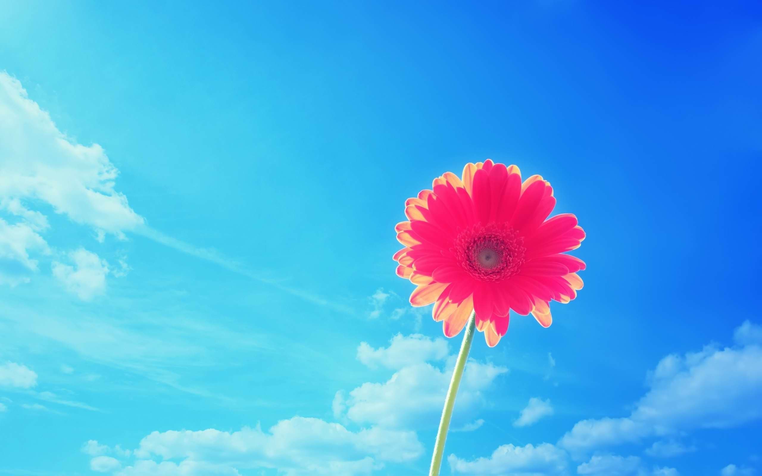 Bright Flower Wallpaper (71+ pictures)