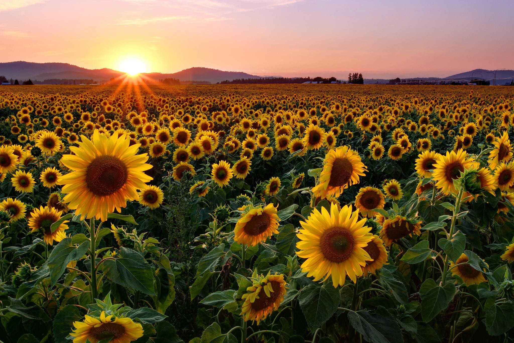 Sunflower Wallpaper Desktop 67 Pictures WallpaperSet Sunflower Wallpaper Desktop 67 Pictures WallpaperSet