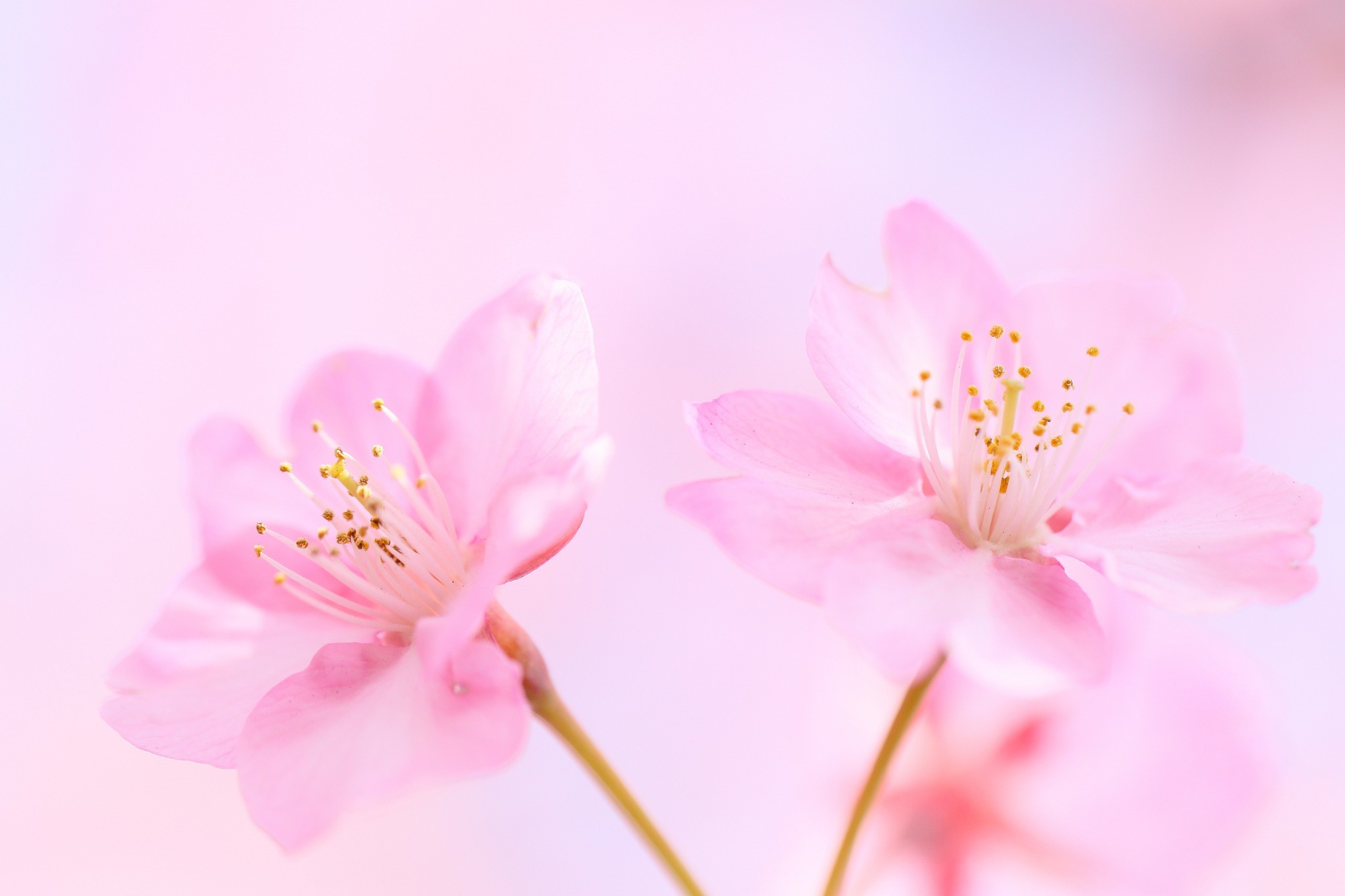 Soft Pink Backgrounds (41+ pictures)