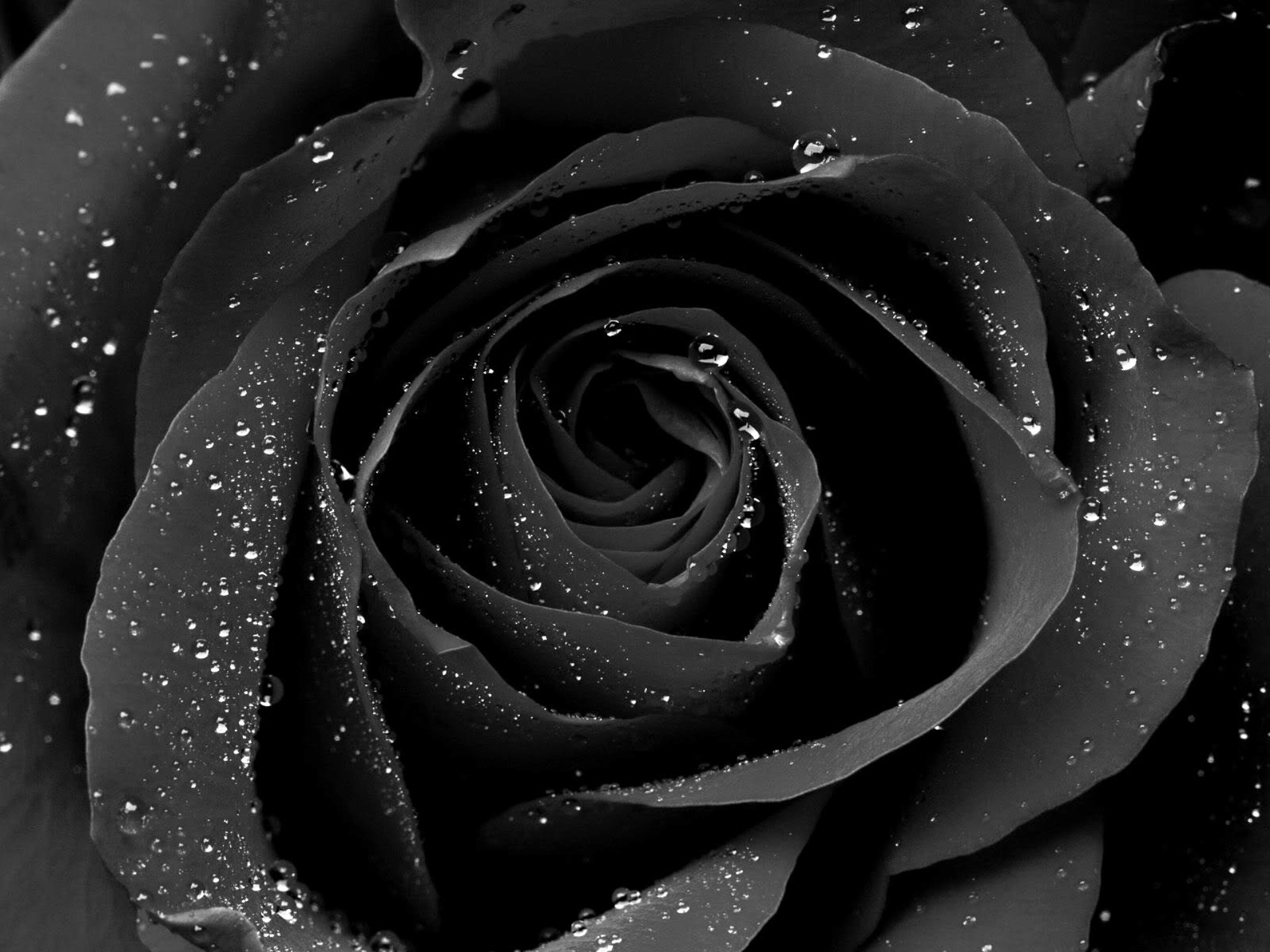 Black Rose Backgrounds (50+ pictures)