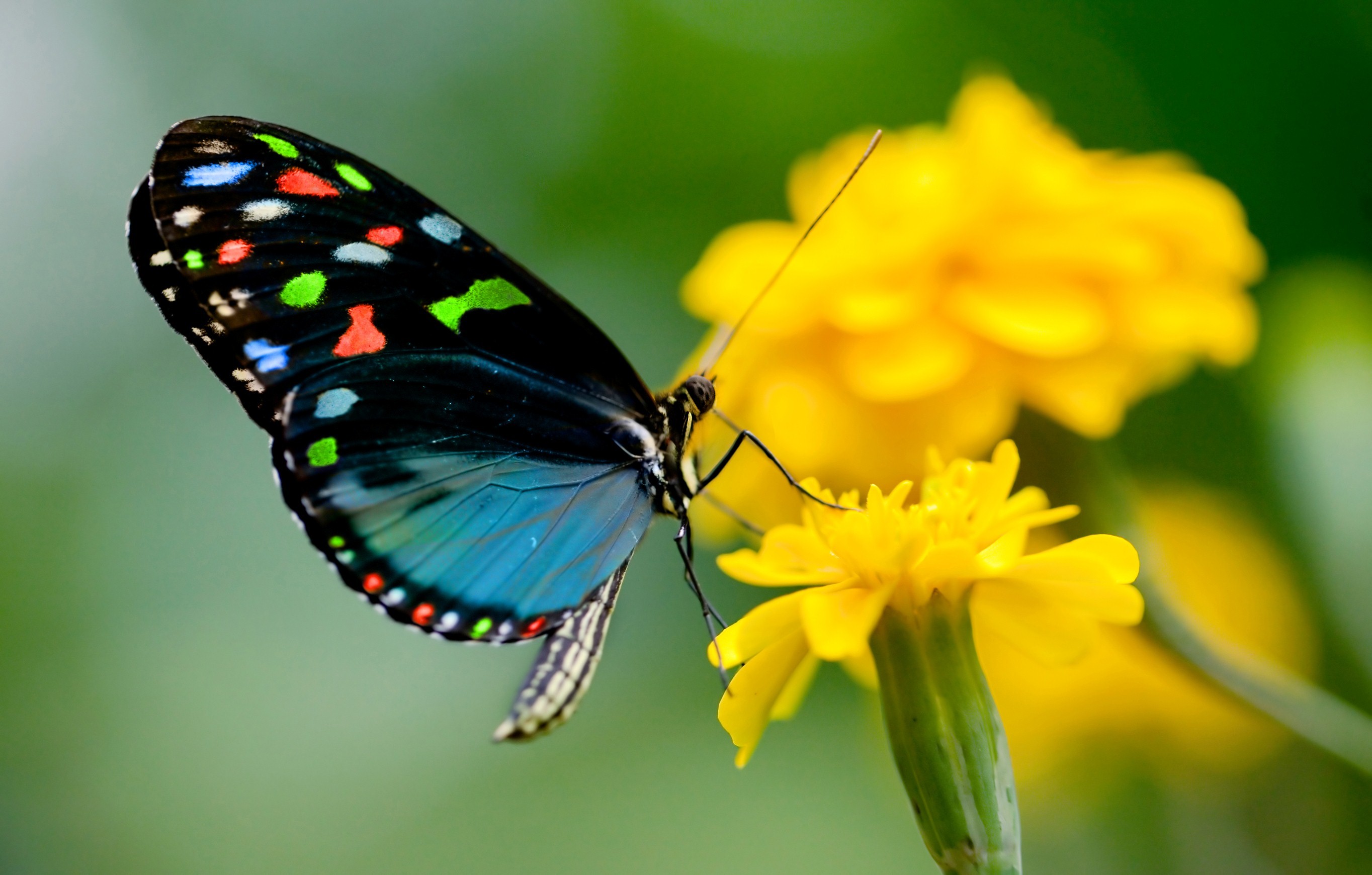 beautiful-butterfly-wallpaper-58-pictures