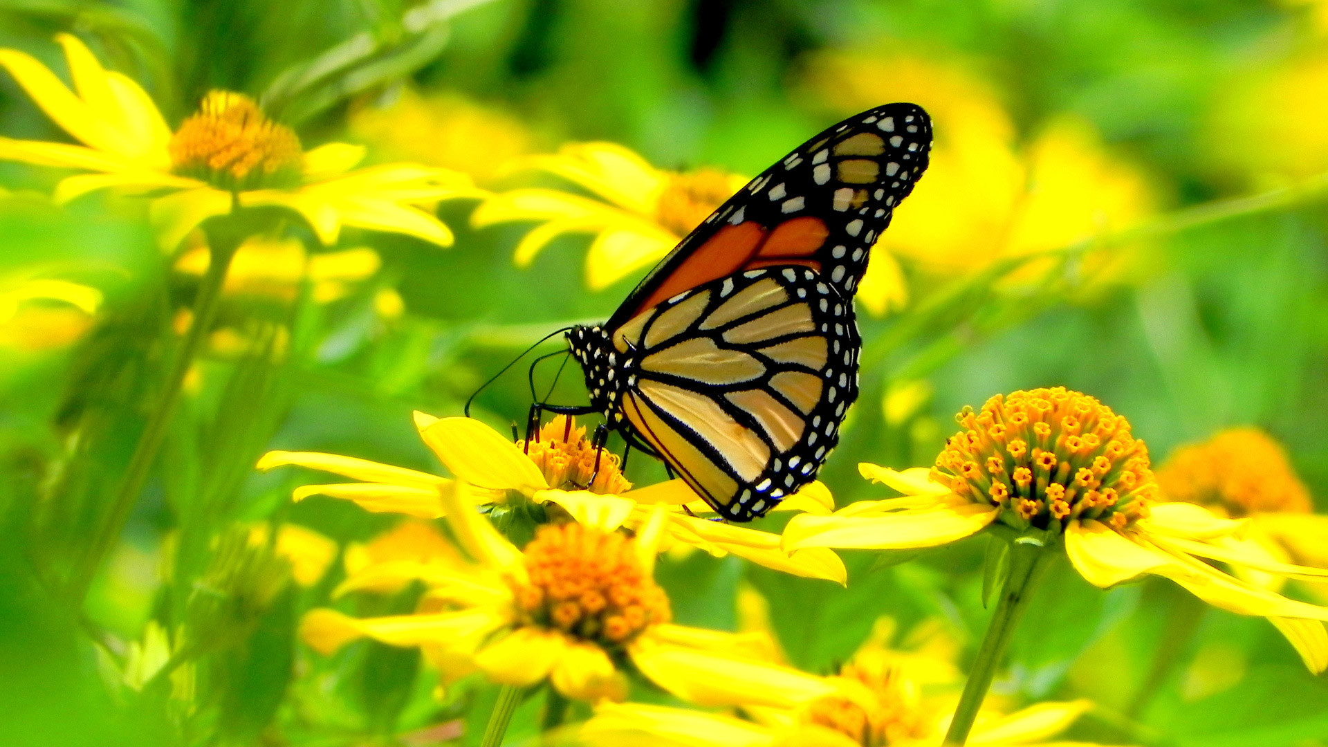 Monarch Butterfly Wallpaper (64+ pictures)