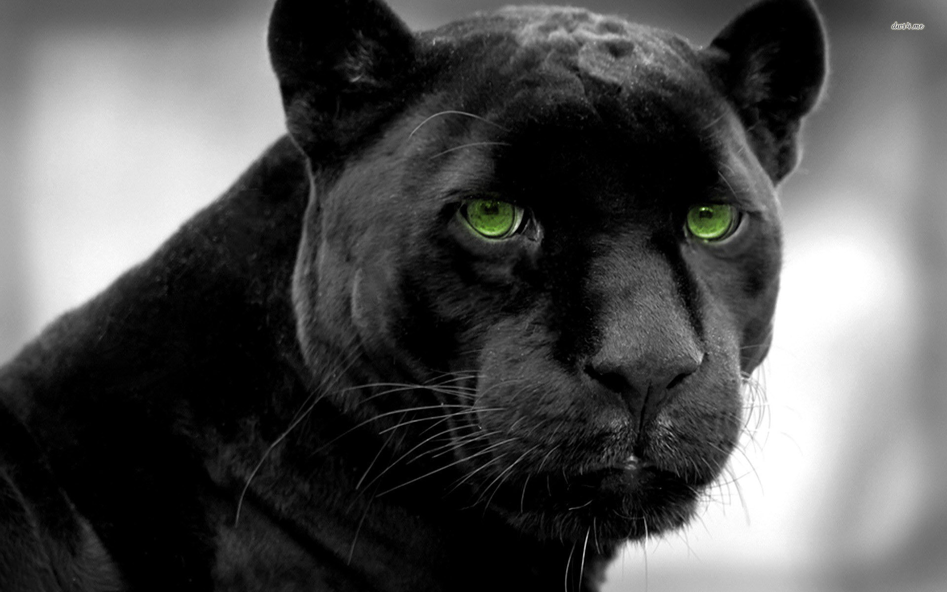 Black Jaguar Looks Directly At The Camera Background A Picture Of Black  Panther Background Image And Wallpaper for Free Download