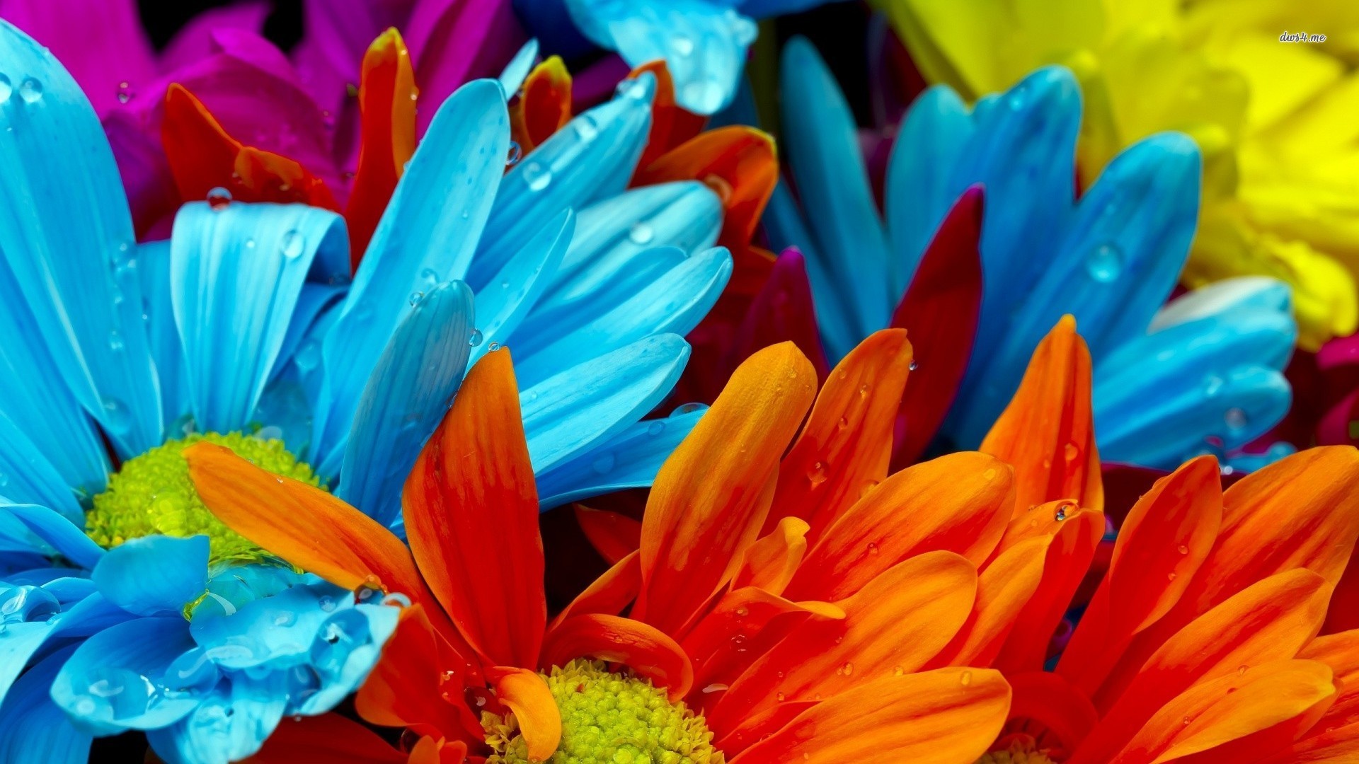 Bright Flowers Wallpaper | HD Wallpapers Pulse 1920x1080