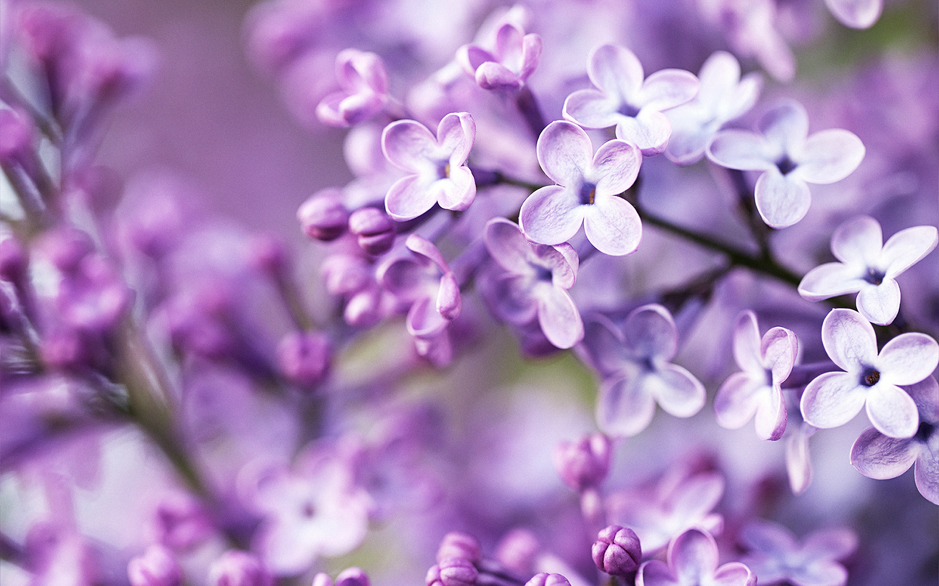Light Purple Flowers H5 Background Wallpaper Image For Free Download   Pngtree