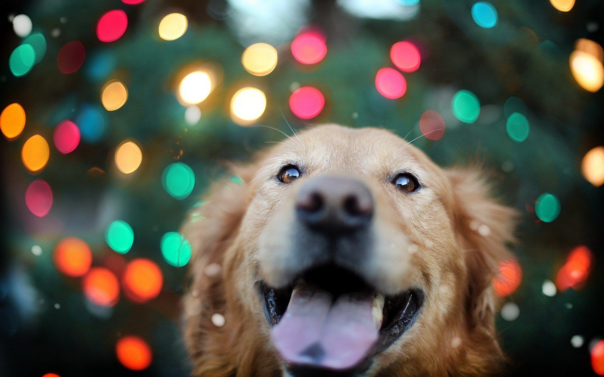Free Christmas Puppy Wallpaper Picture Â« Long Wallpapers ... 1920x1200