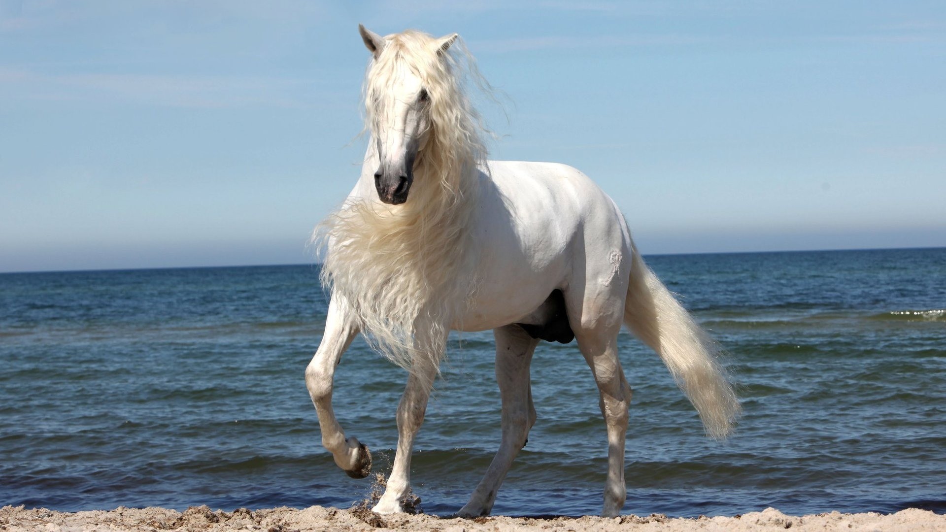 Beautiful Horse wallpaper 1920x1080