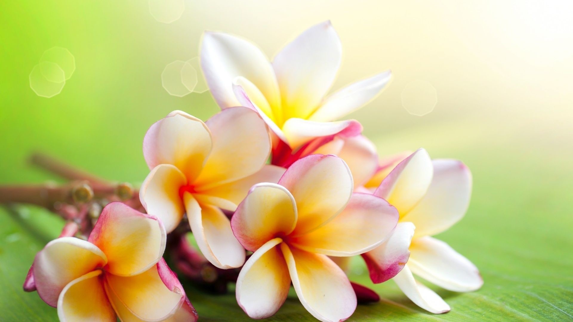 Jasmine Flower Wallpaper 55 Pictures