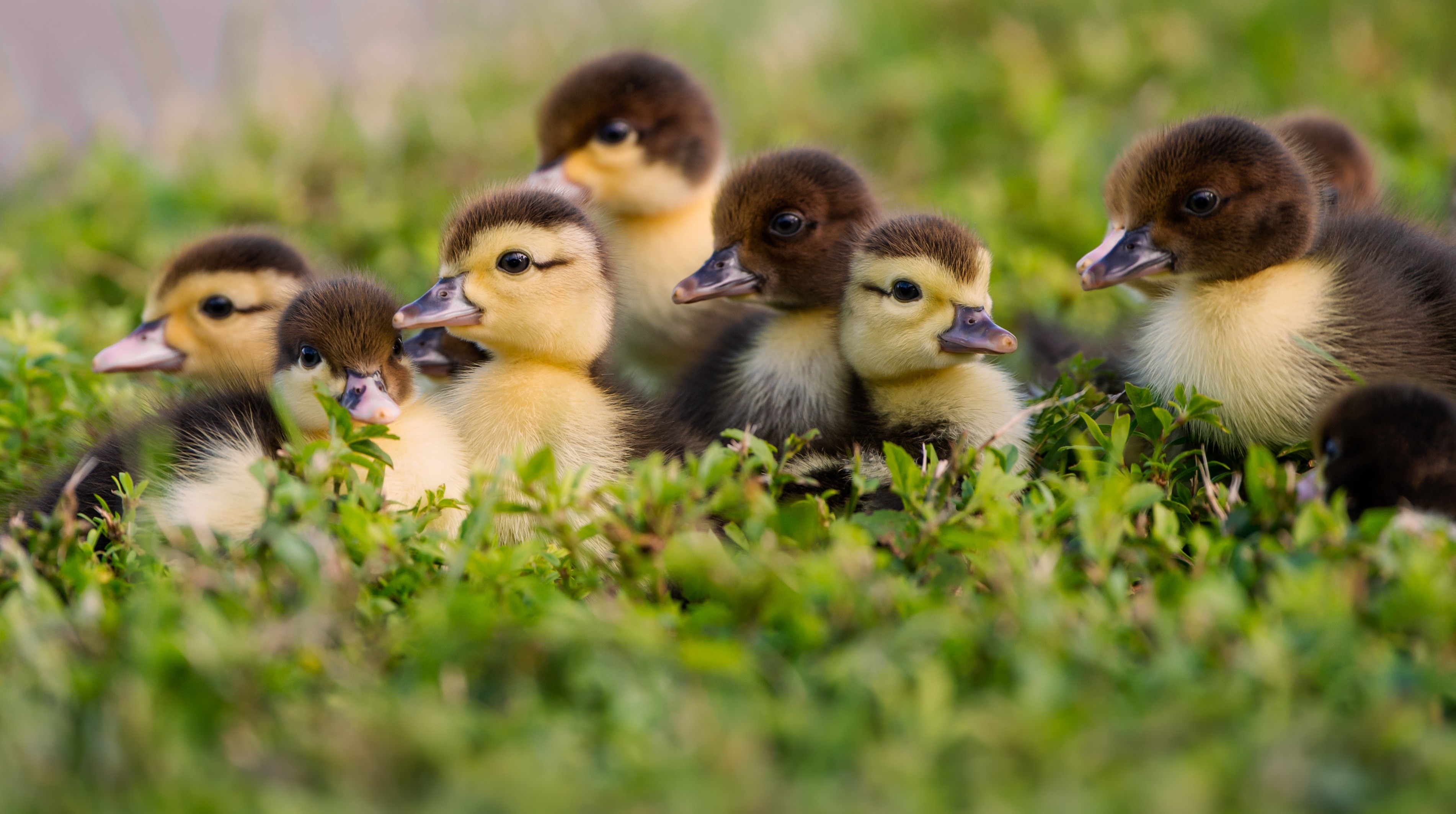 Duckling Wallpaper 74 Pictures WallpaperSet Duckling Wallpaper 74 Pictures WallpaperSet