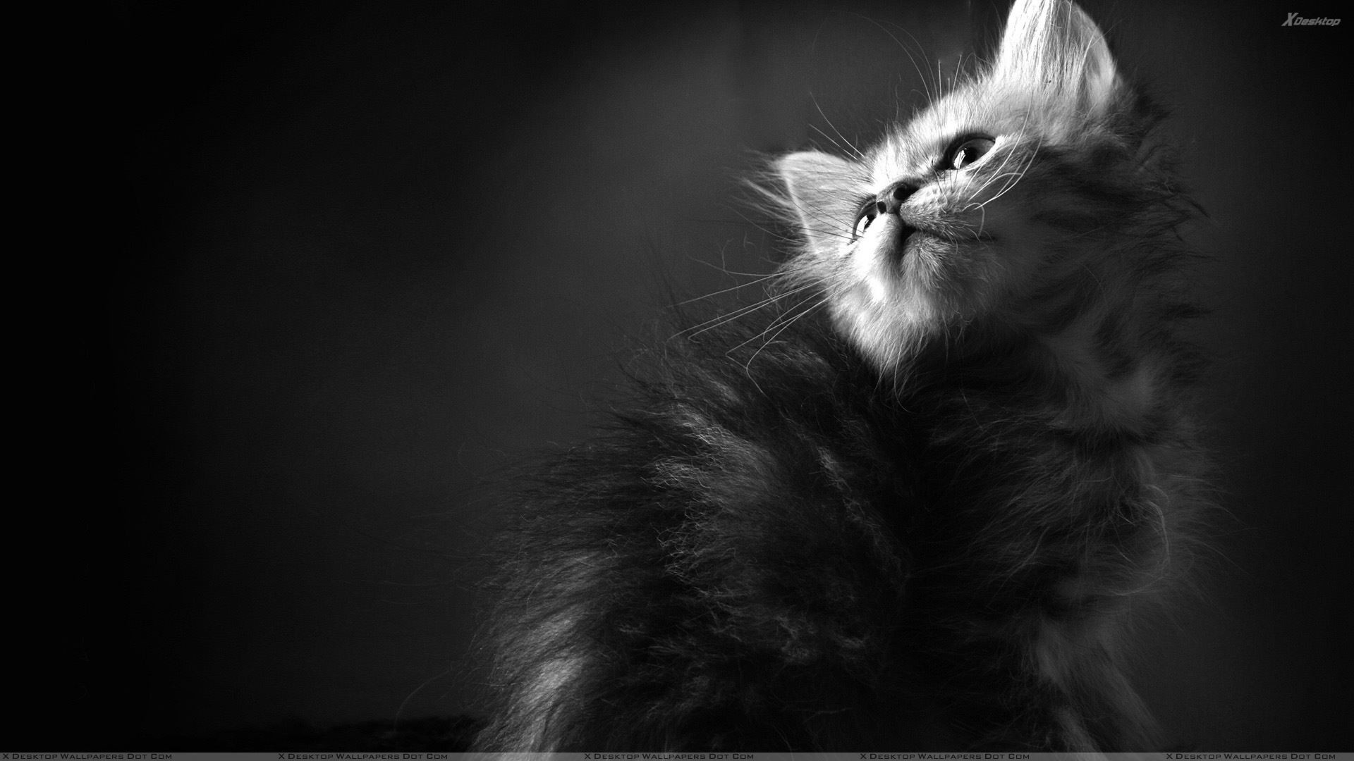 You are viewing wallpaper titled "Black N White Cat ... 1920x1080